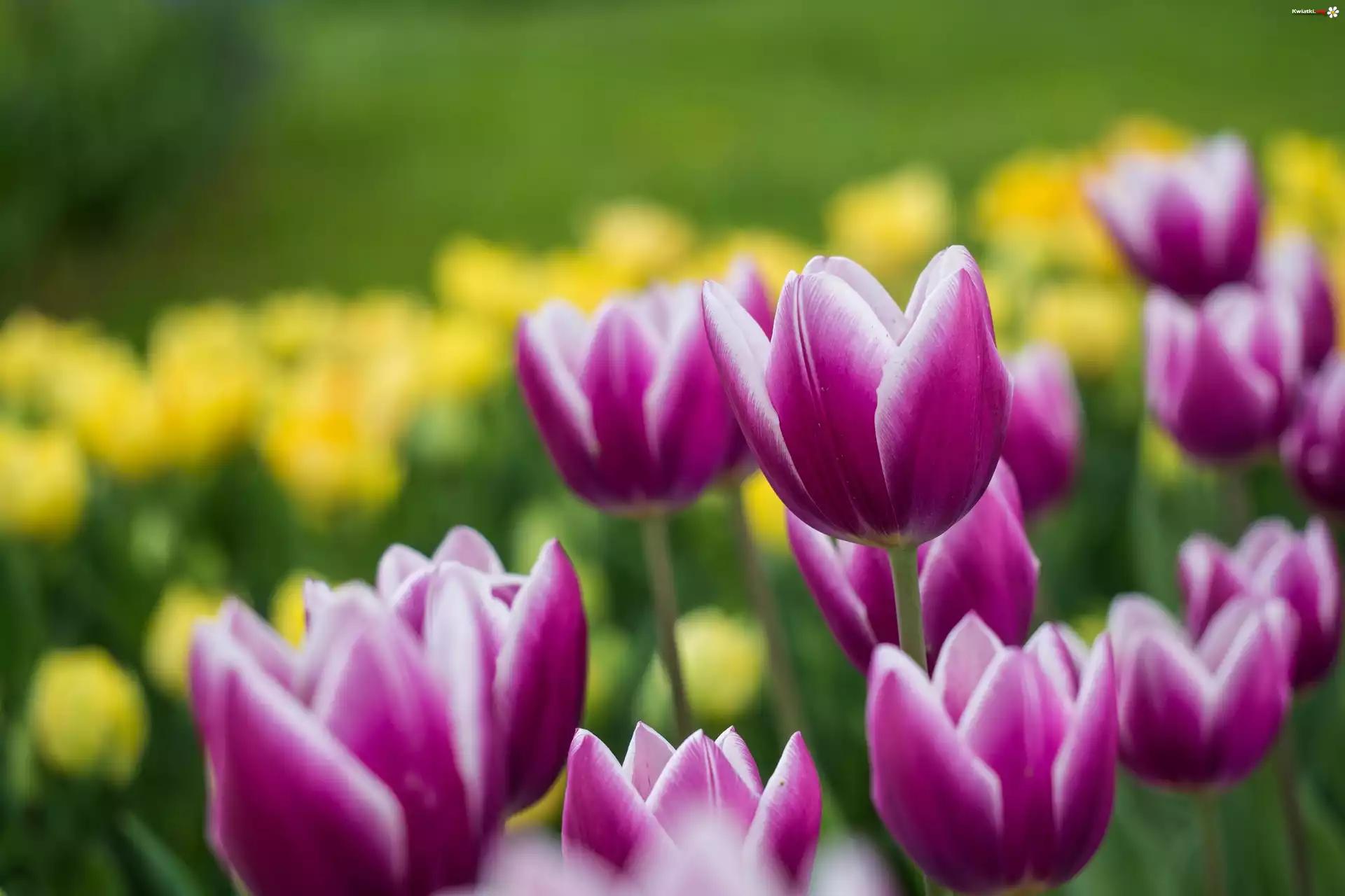 Kwiaty, Rozwinięte, Tulipany