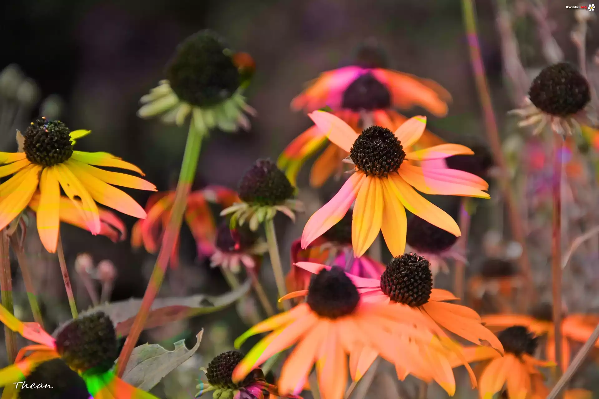 Rudbekia, Kolory