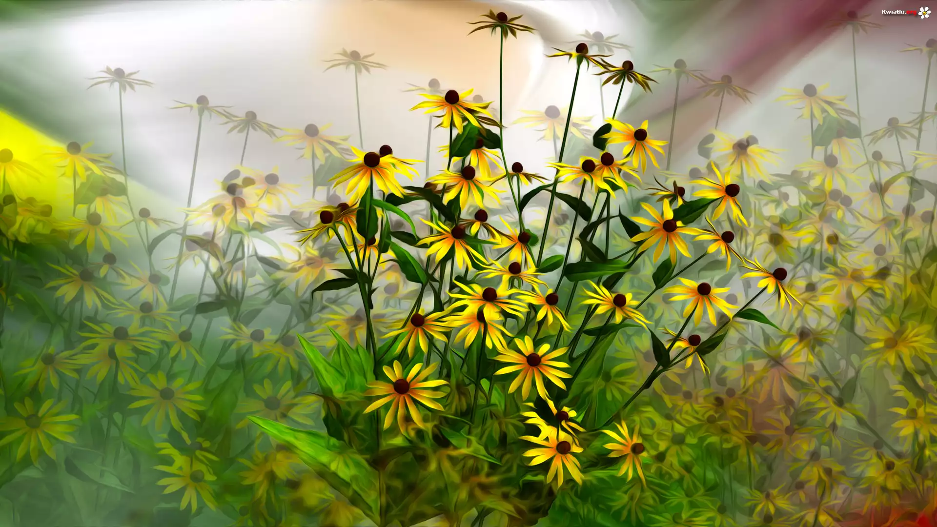 Kwiaty, Rudbekia, Grafika