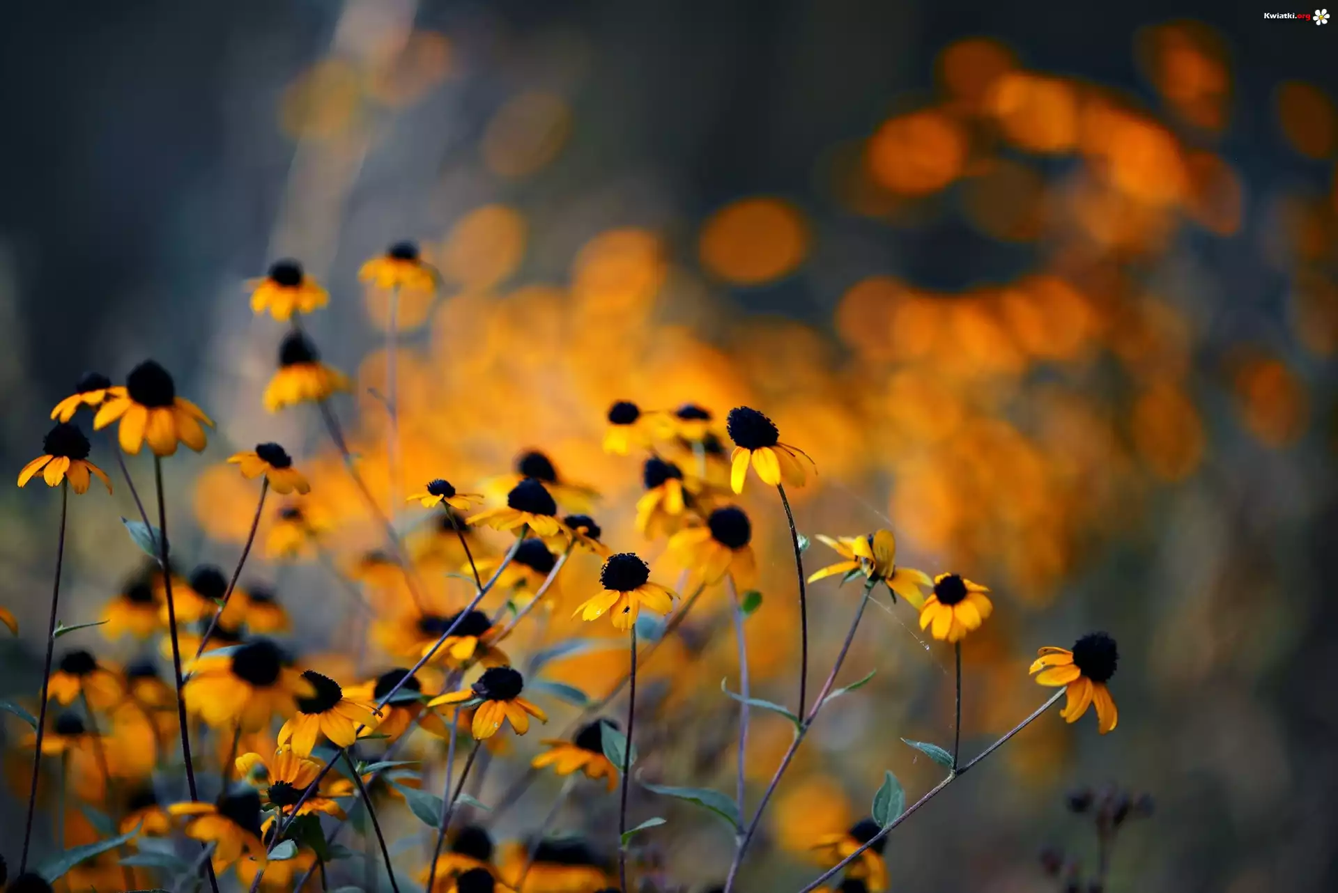 Żółte, Kwiaty, Rudbekia, Blask