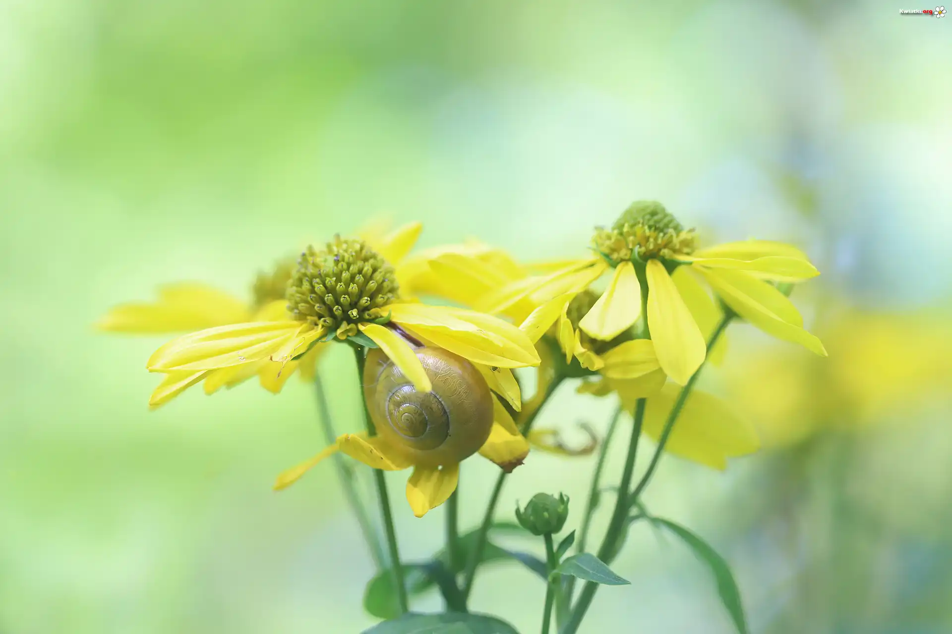 Rudbekia, Żółte, Kwiaty, Ślimak