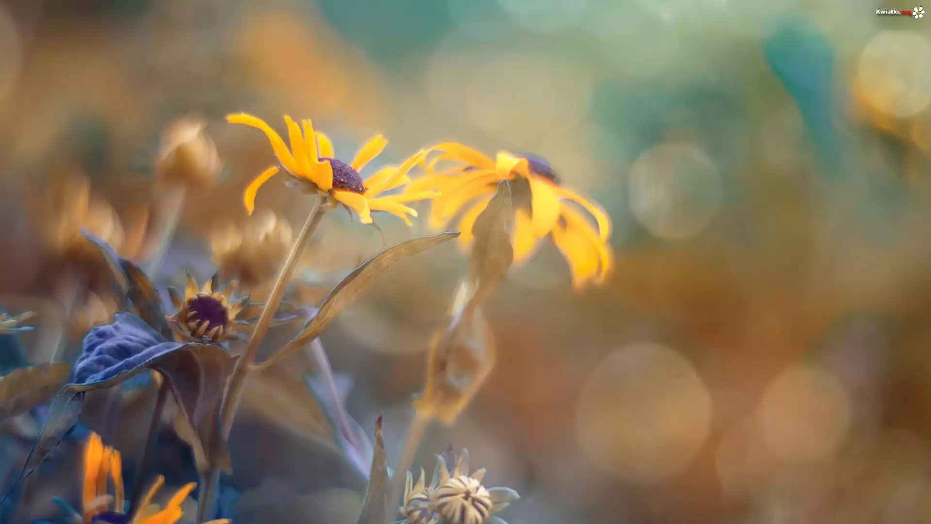 Kwiaty, Rudbekia, Rozmycie