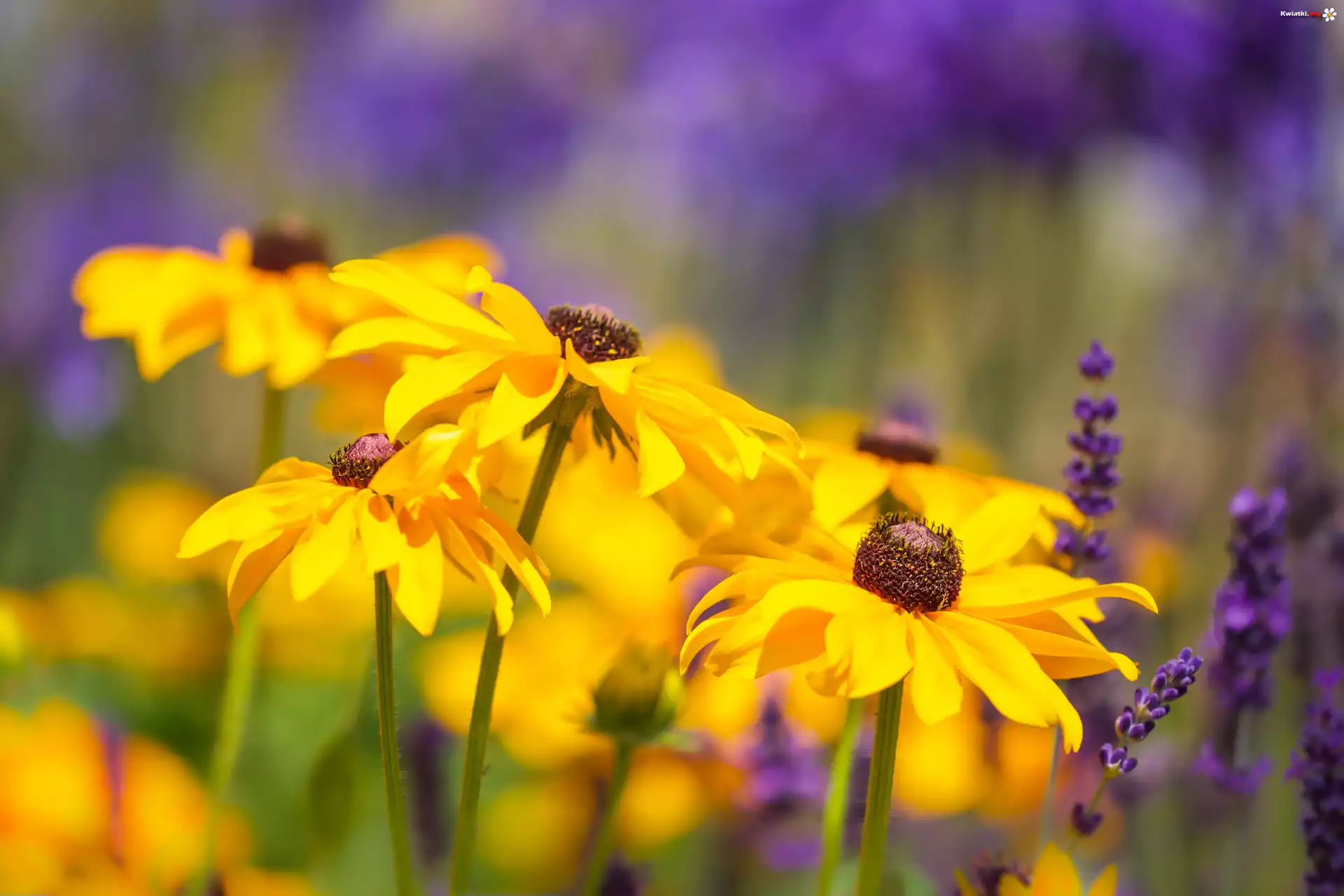 Kwiaty, Rudbekia, Zbliżenie