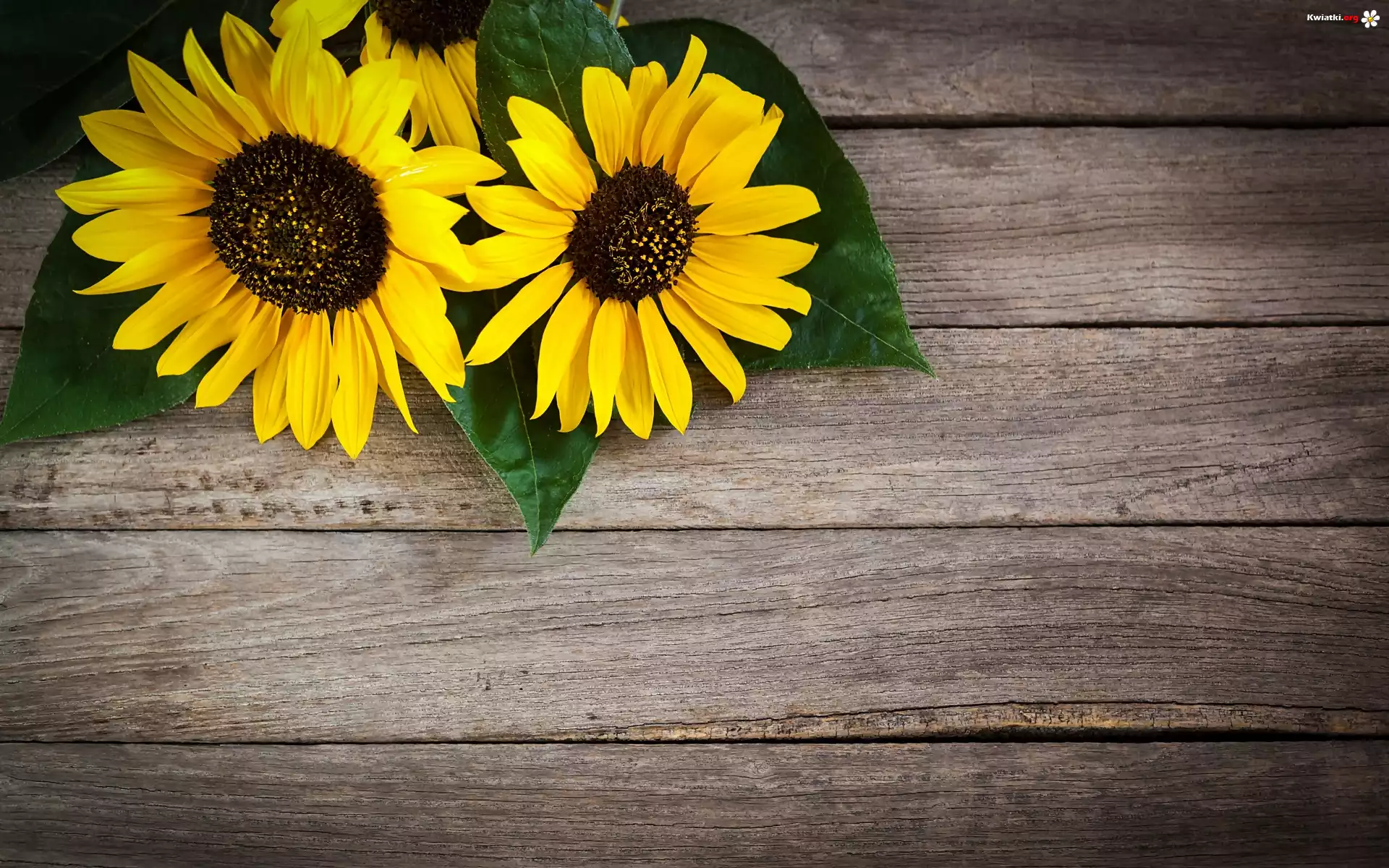 Rudbekia, Liście