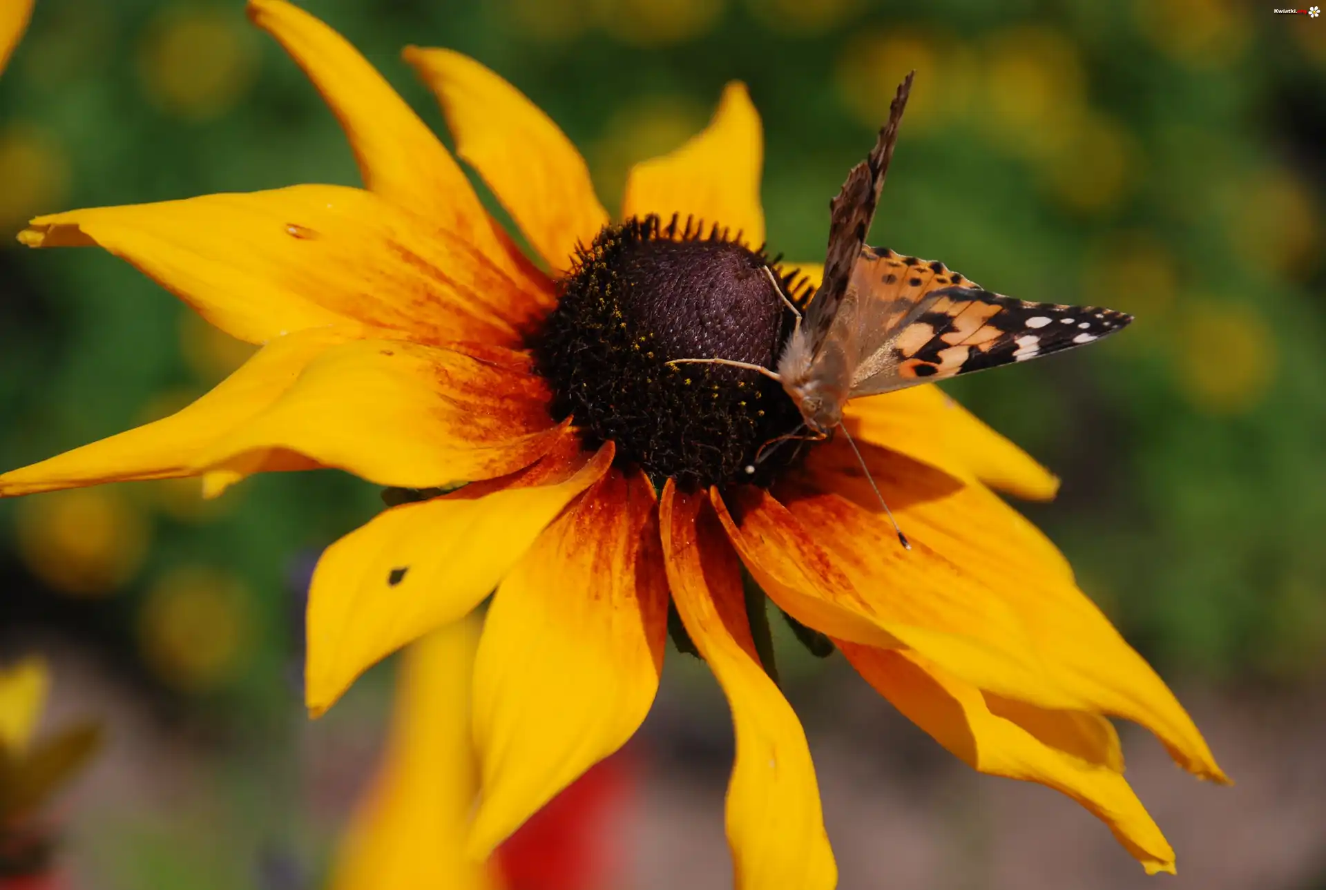 Rudbekia, Dwubarwna, Motyl, Rusałka, Osetnik