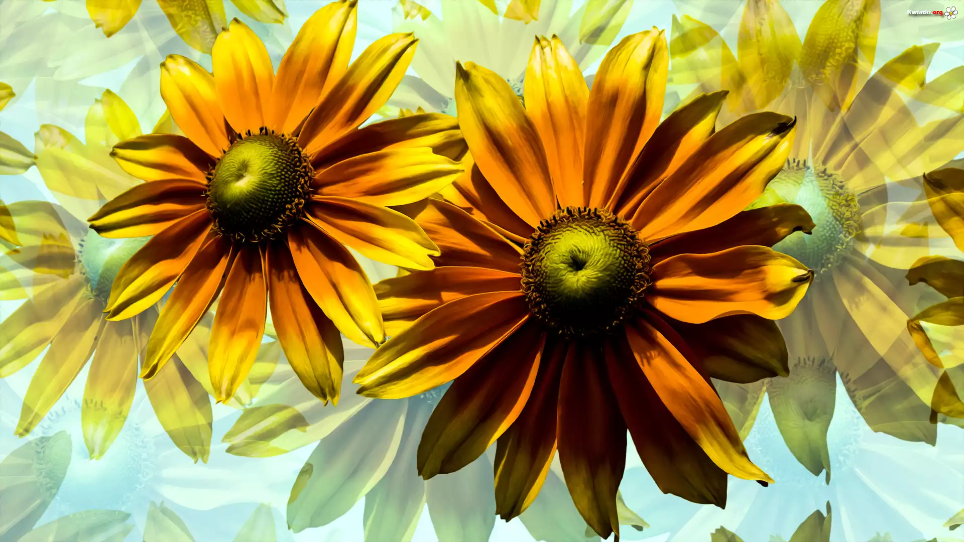 Kwiaty, Rudbekie, Grafika