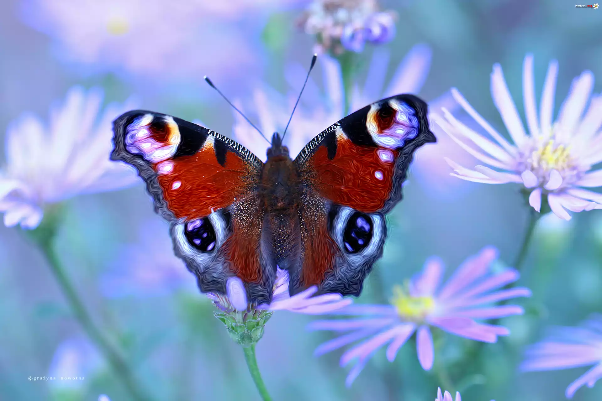 Rusałka Pawik, Motyl, Kwiaty