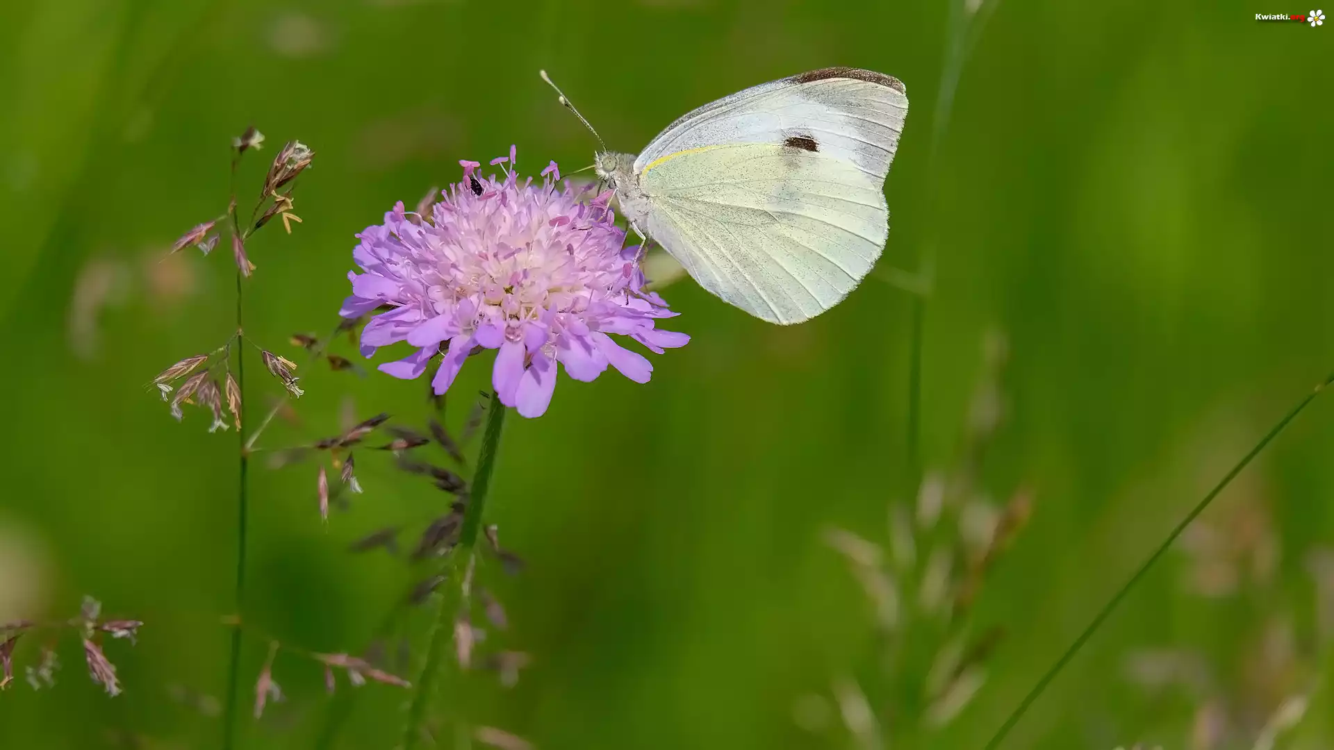 Kwiaty, Motyl, Bielinek rzepnik