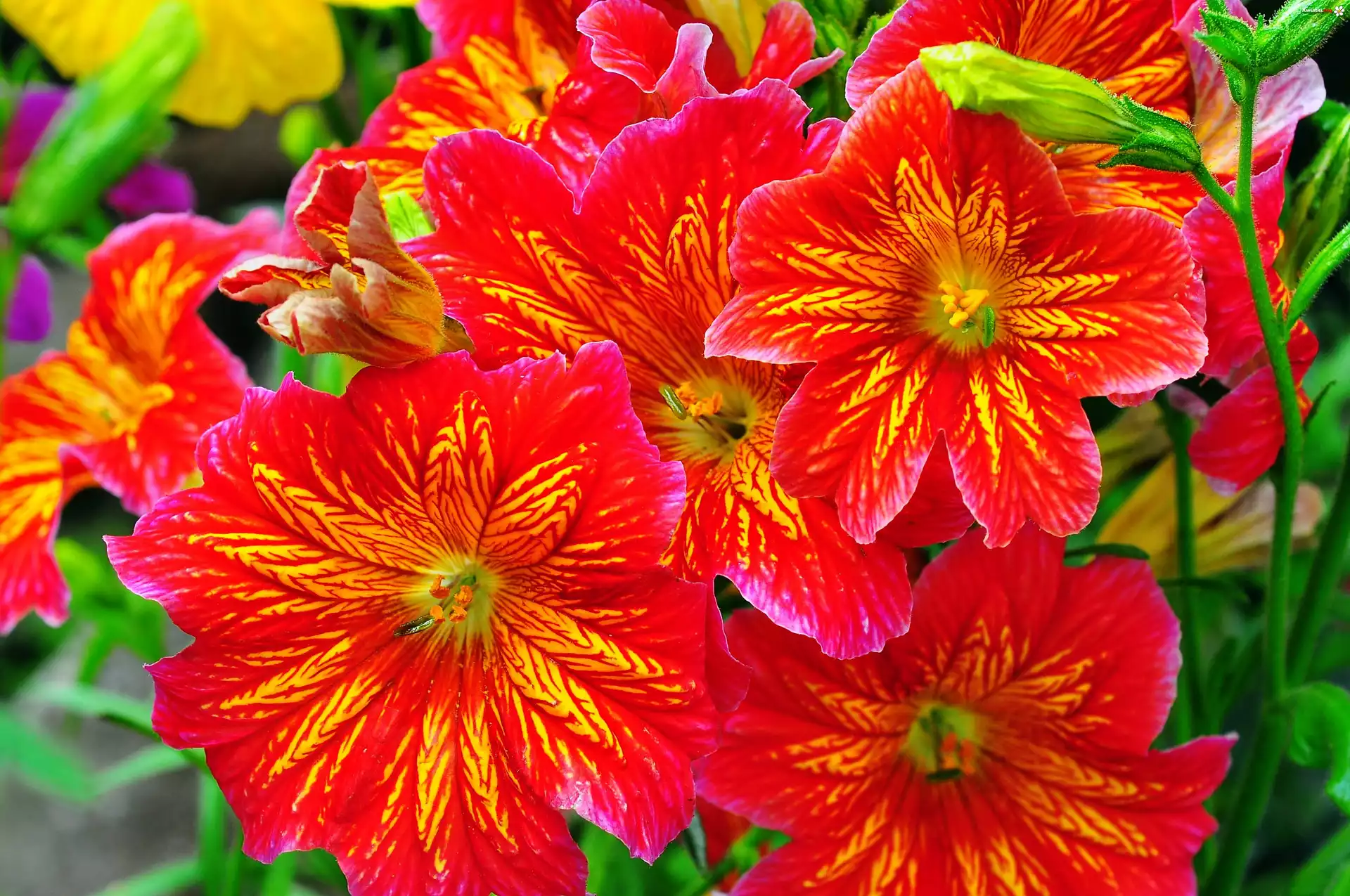 Salpiglossis, Kwiaty