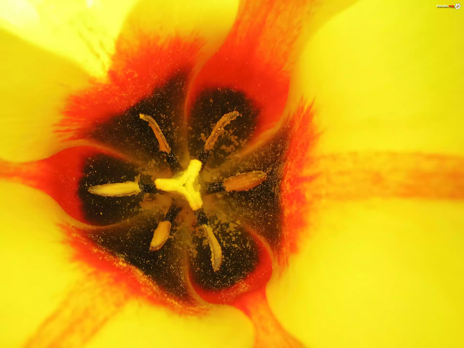 Serce Tulipana