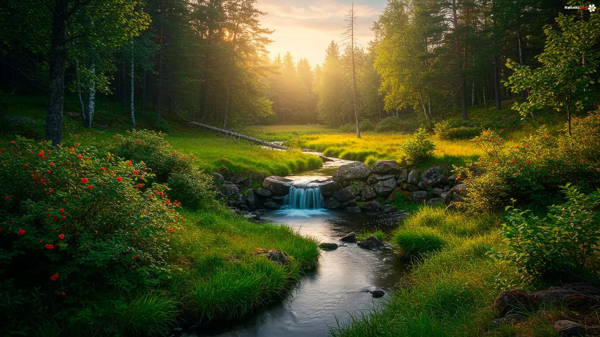 Las, Strumień, Krzewy, Róże, Zachód słońca, Zachód Słońca
