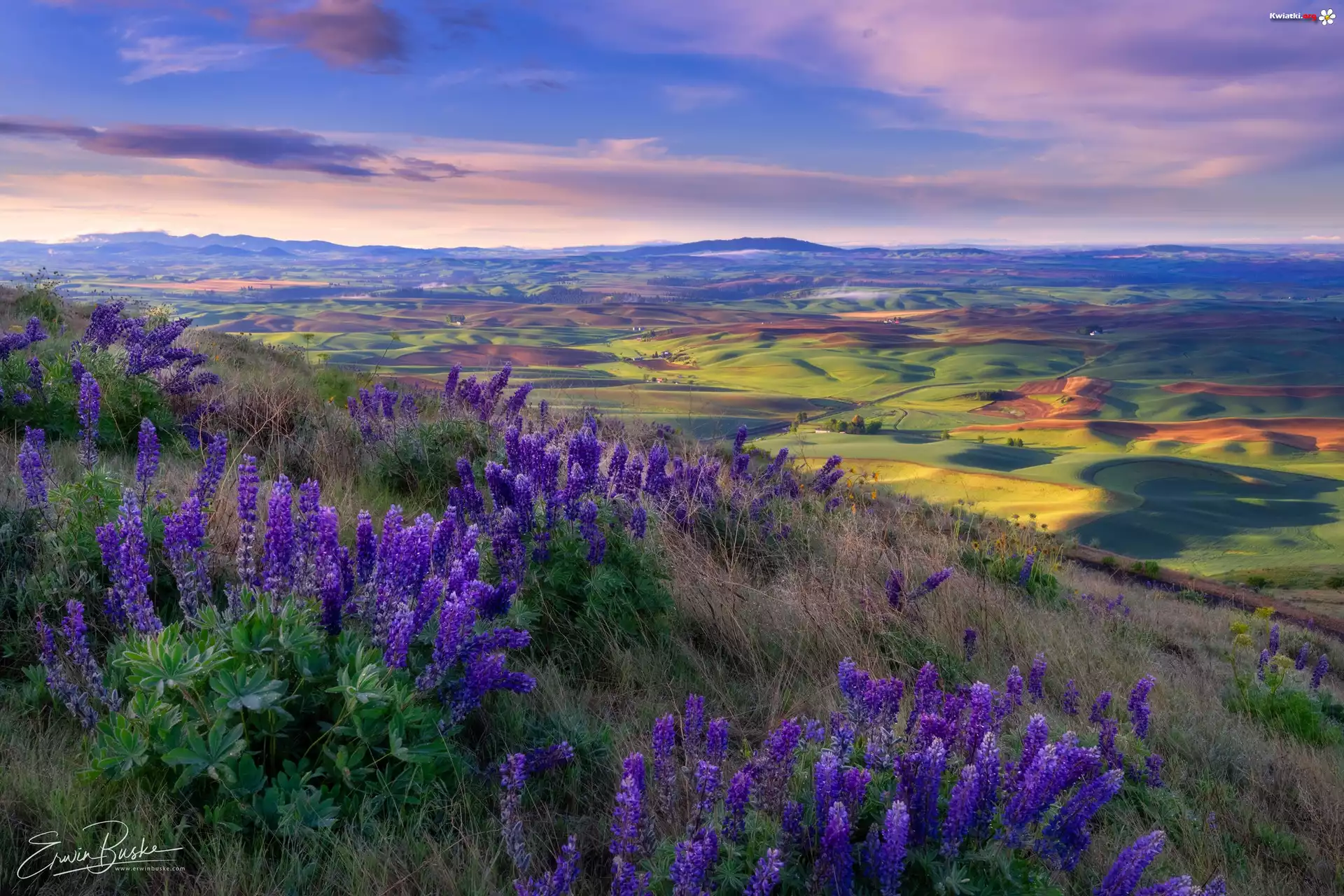 Stany Zjednoczone, Waszyngton, Park stanowy Steptoe Butte, Wzgórza, Palouse, Kwiaty, Łubin, Trawa, Dolina, Pola, Łąki, Wschód słońca
