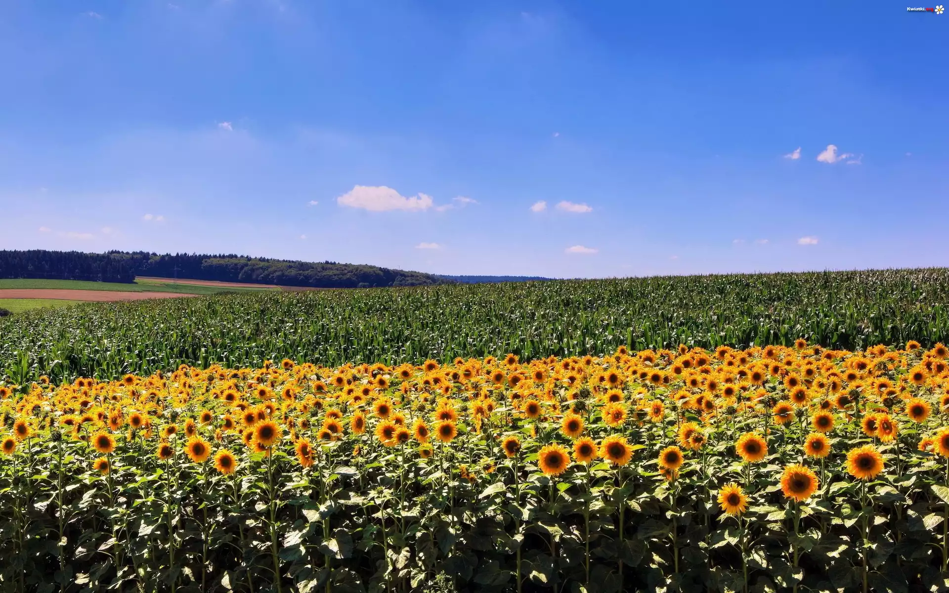 Plantacja, Słonecznika, Kukurydzy