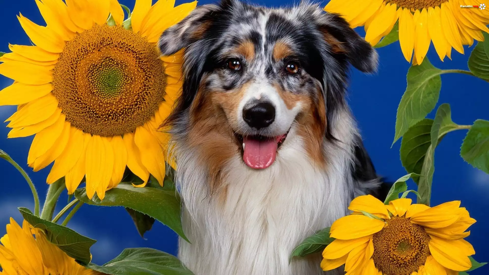 Słoneczniki, Owczarek australijski, Australian shepherd