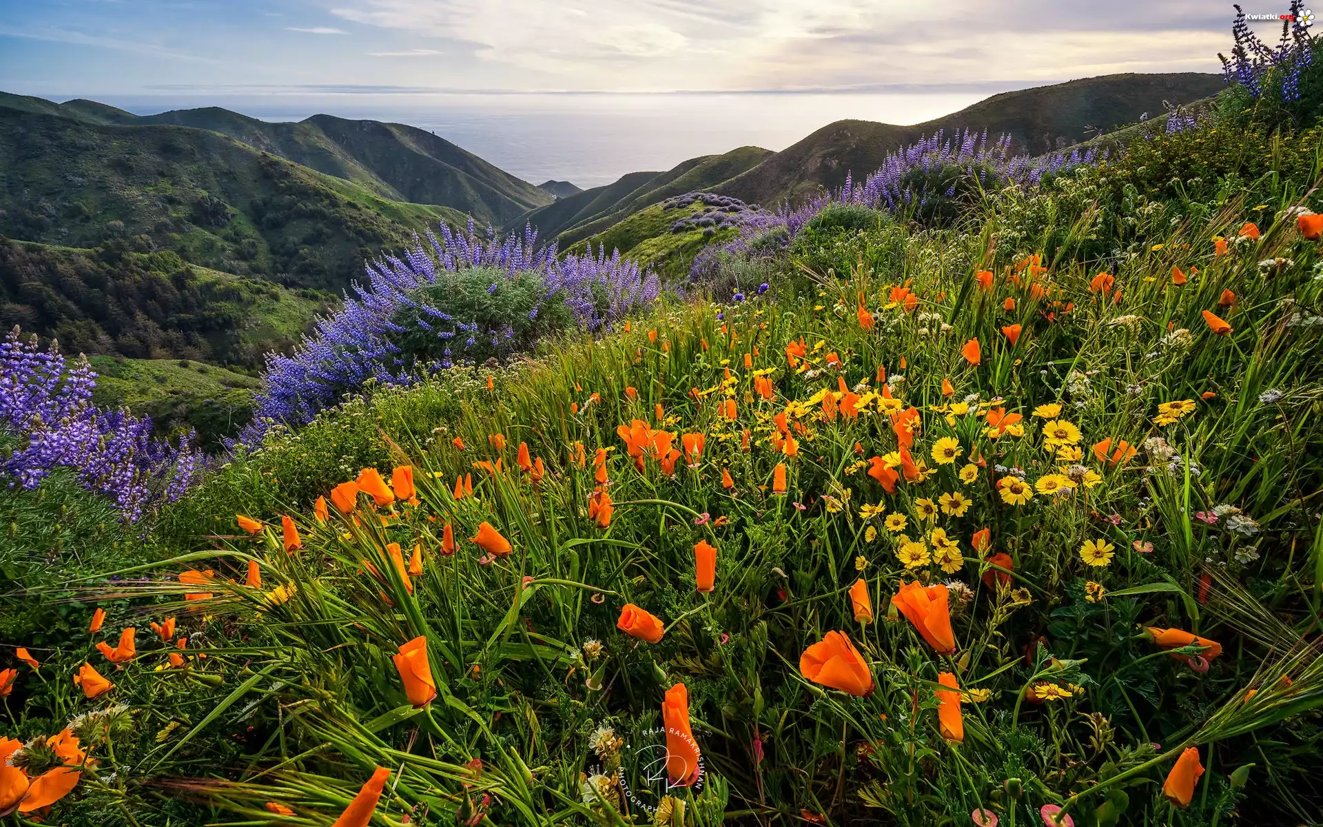 Stany Zjednoczone, Stan Kalifornia, Stanowy Park Garapatta, Sobranes Canyon, Wzgórza, Góry, Kwiaty, Morze, Wybrzeże Big Sur