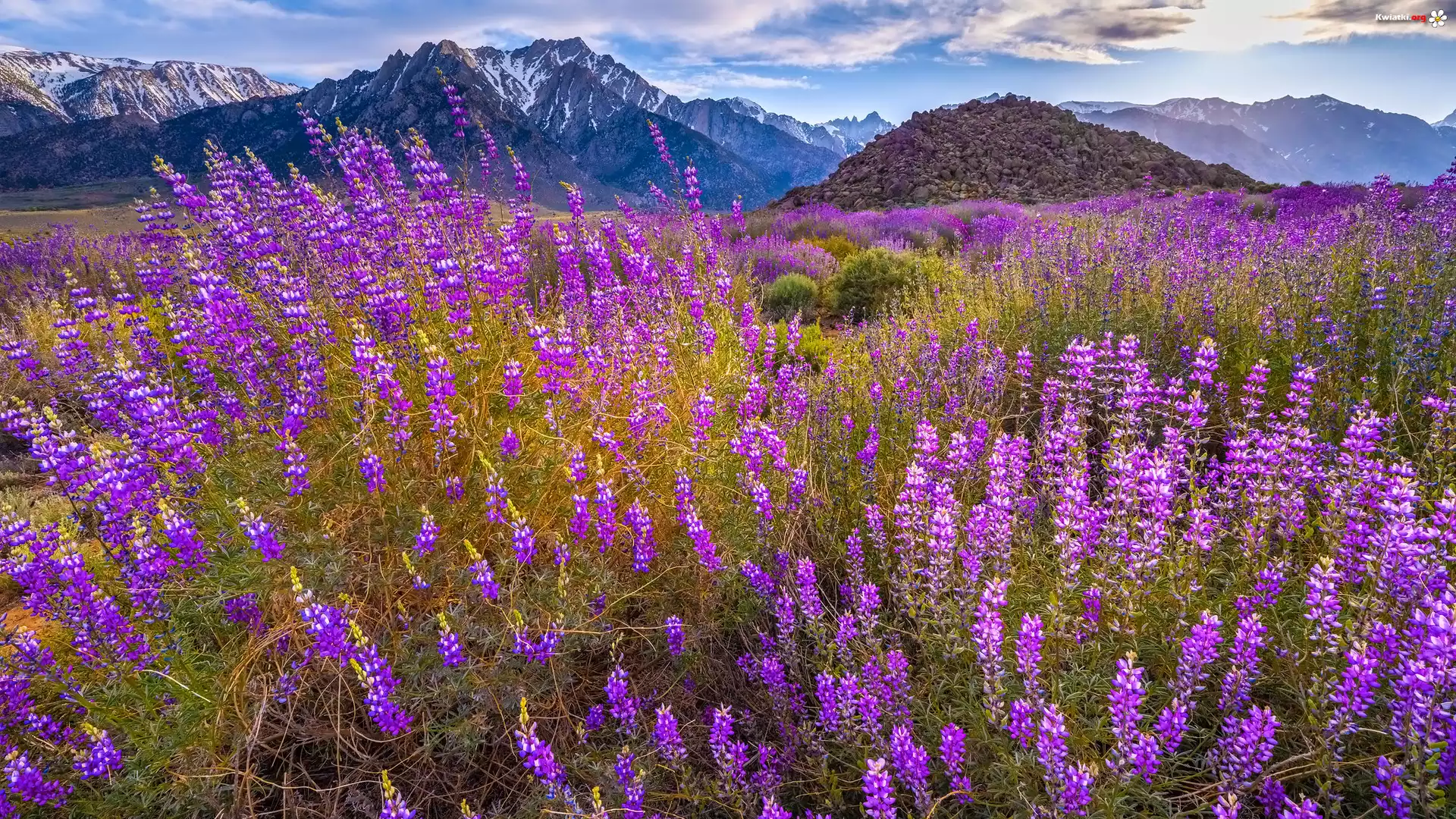 Stany Zjednoczone, Kalifornia, Alabama Hills, Mount Withney, Góry, Kwiaty, Łubin