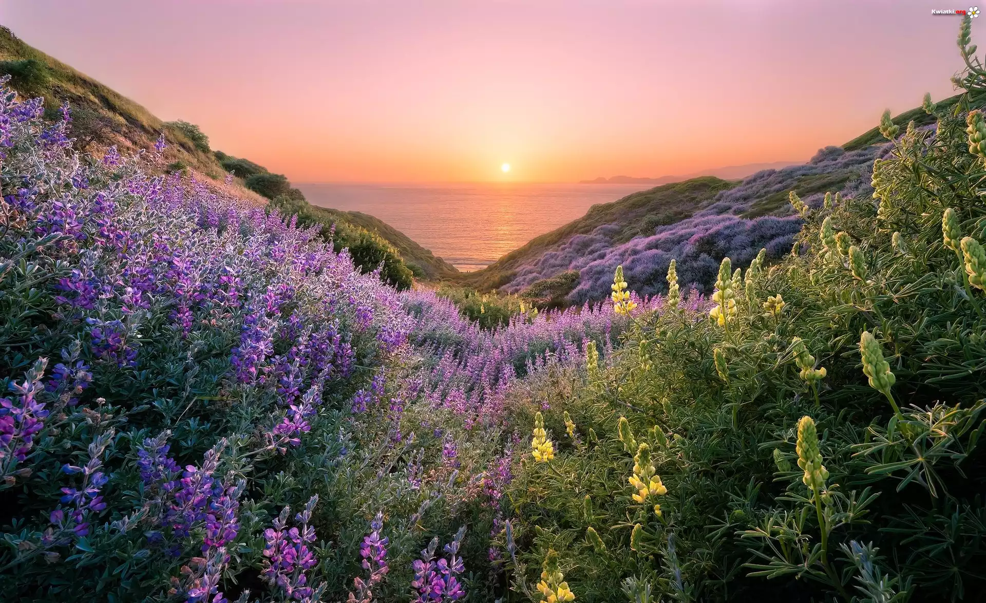 Stany Zjednoczone, Stan Kalifornia, San Francisco, Szlak Coastal Trail, Kwiaty, Łubin, Zachód słońca, Morze, Wzgórza