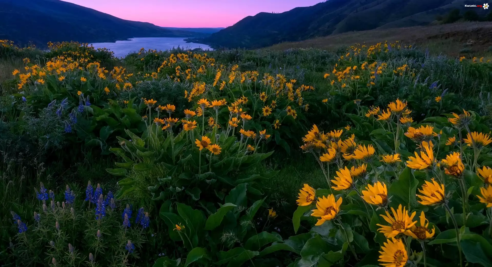 Stany Zjednoczone, Stan Oregon, Rezerwat przyrody Columbia River Gorge, Wzgórza, Łąka, Kwiaty, Łubin, Balsamorhiza, Góry, Rzeka