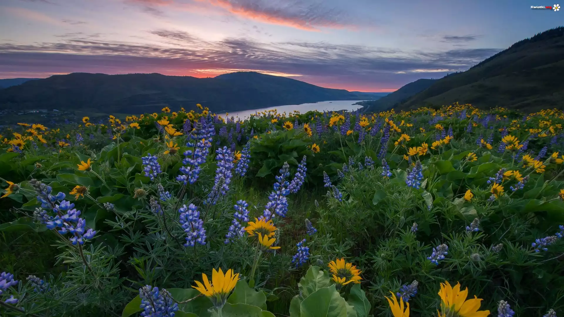 Rezerwat przyrody, Columbia River Gorge, Góry Kaskadowe, Rzeka, Columbia River, Żółte, Kwiaty, Balsamorhiza, Łubin, Zachód słońca, Łąka, Stan Waszyngton, Stany Zjednoczone