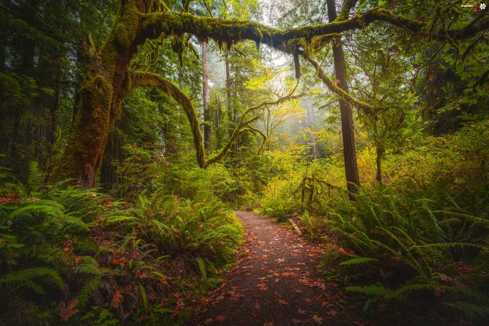 Stany Zjednoczone, Kalifornia, Park Narodowy Redwood, Omszałe, Drzewa, Ścieżka, Paprocie
