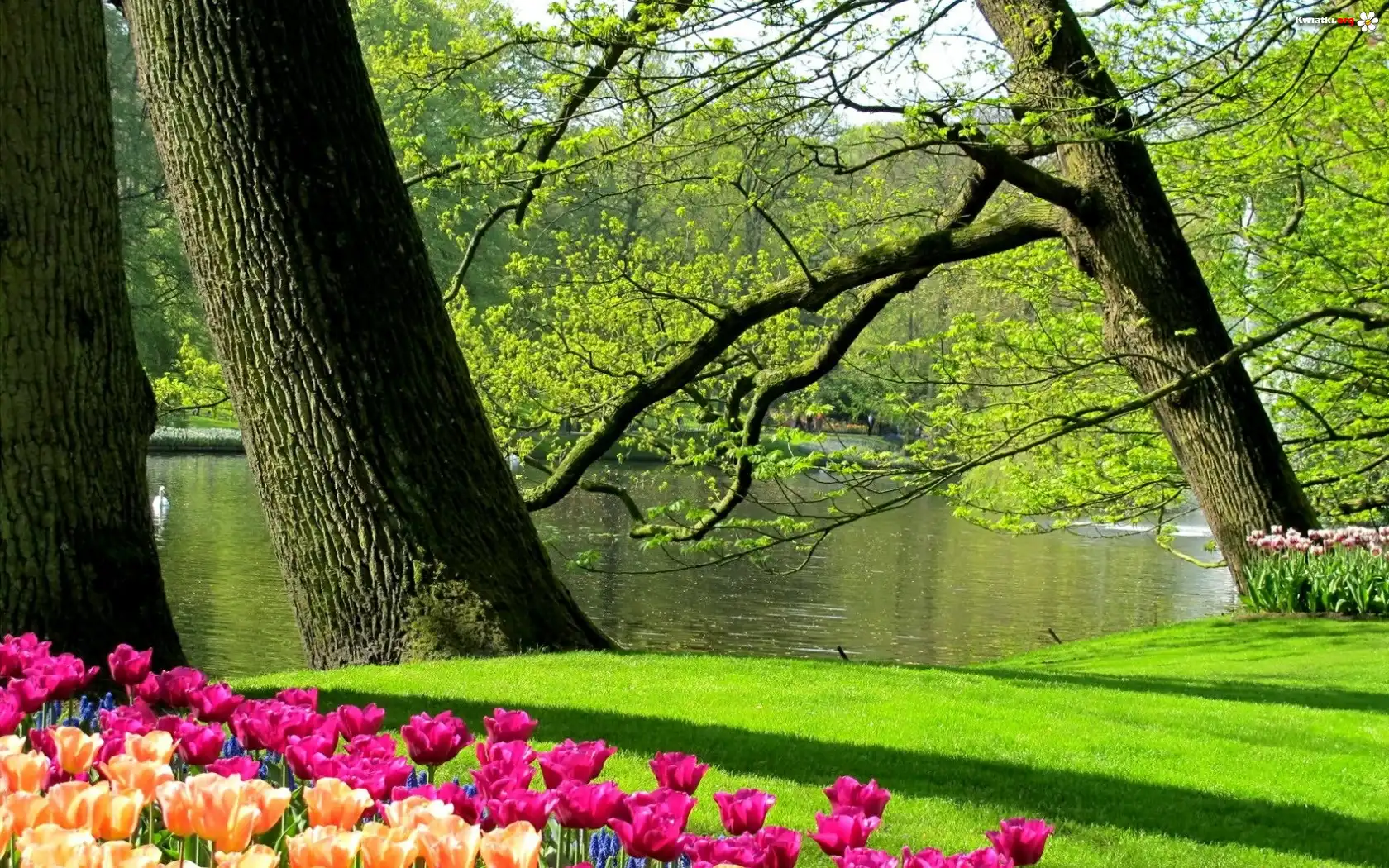 Staw, Łabędzie, Tulipany, Park, Wiosna