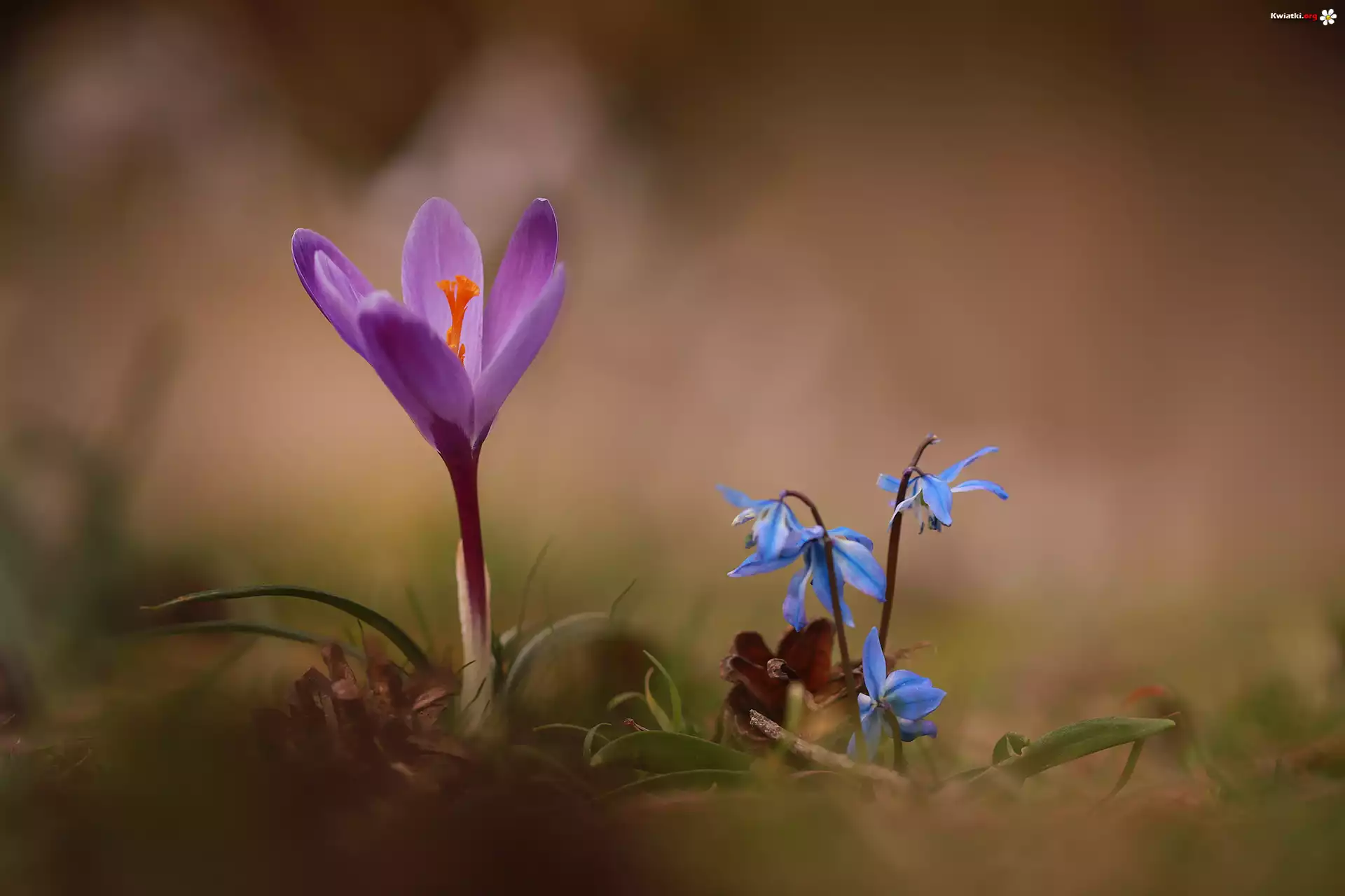 Fioletowy, Krokus, Cebulice syberyjskie, Kwiaty, Wiosenne