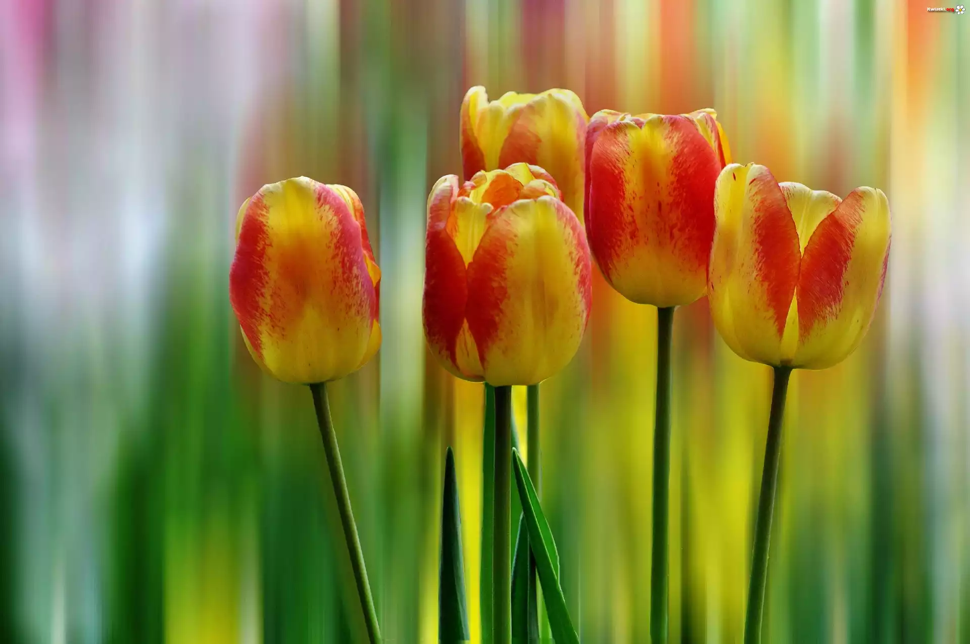 Tulipany, Tęczowe, Tło