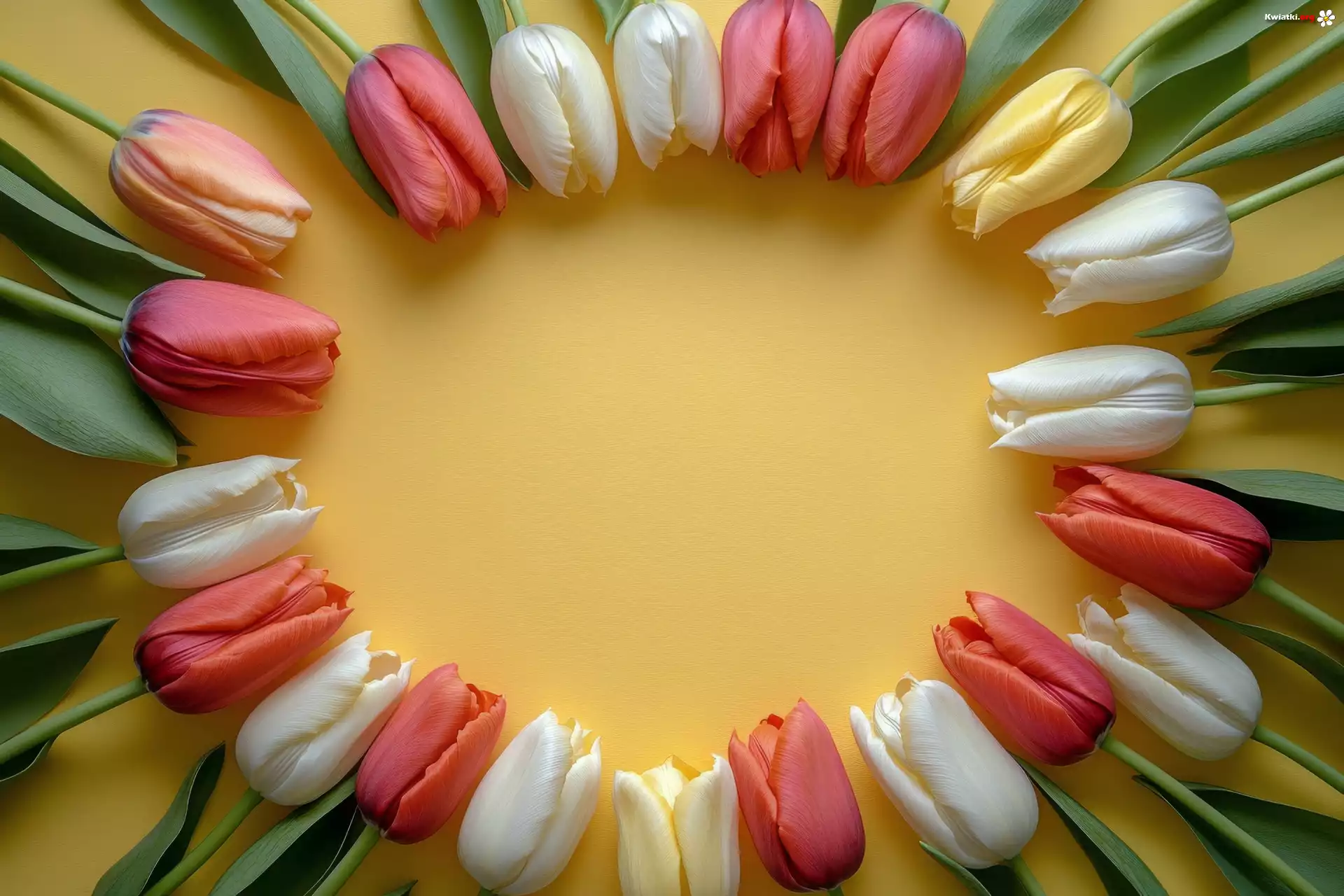 Kolorowe, Tulipany, Żółte, Tło