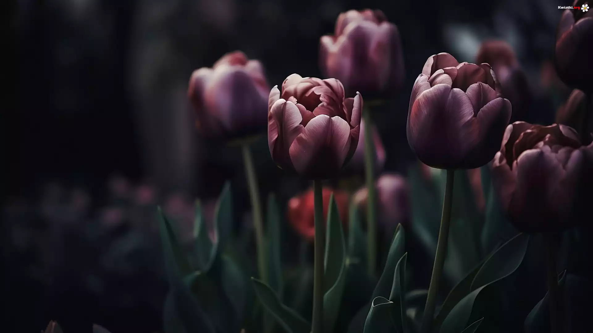 Kwitnące, Tulipany, Ciemne tło