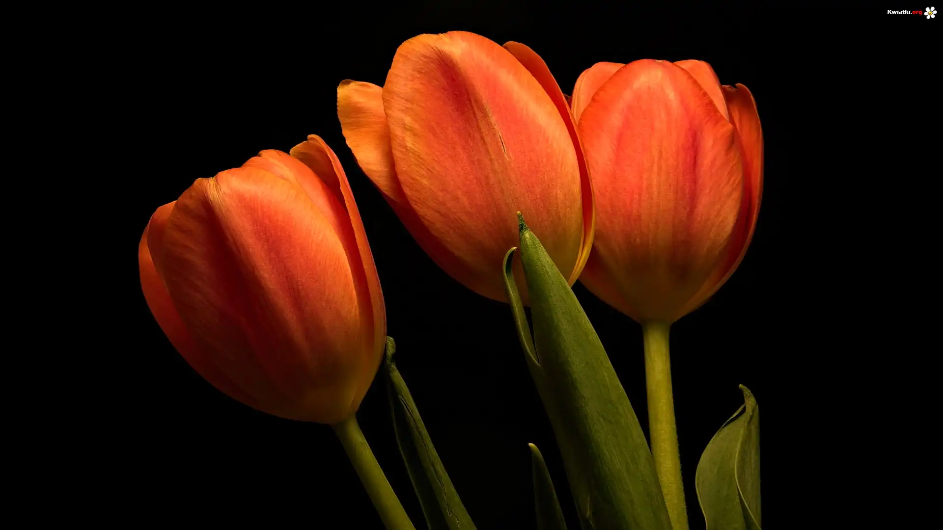Trzy, Pomarańczowe, Tulipany, Ciemne, Tło