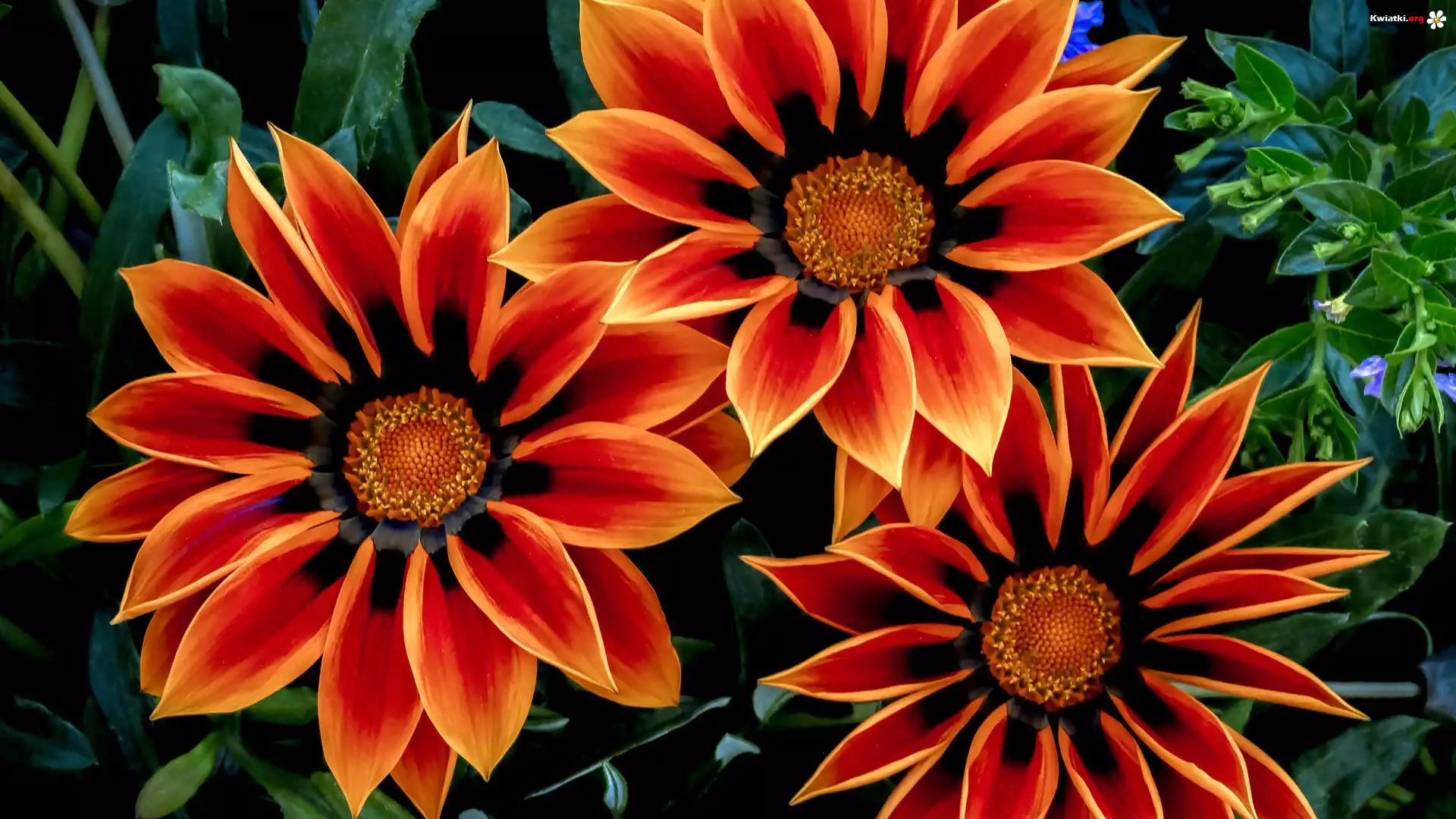 Gazania, Trzy, Kwiaty