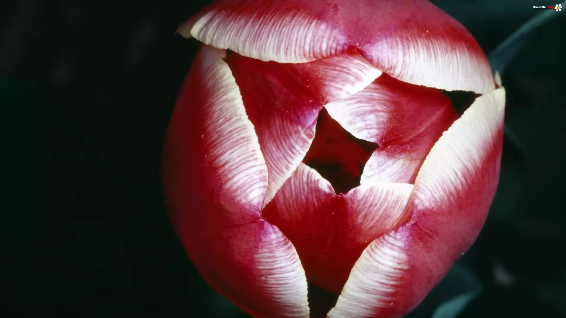 Tulipan