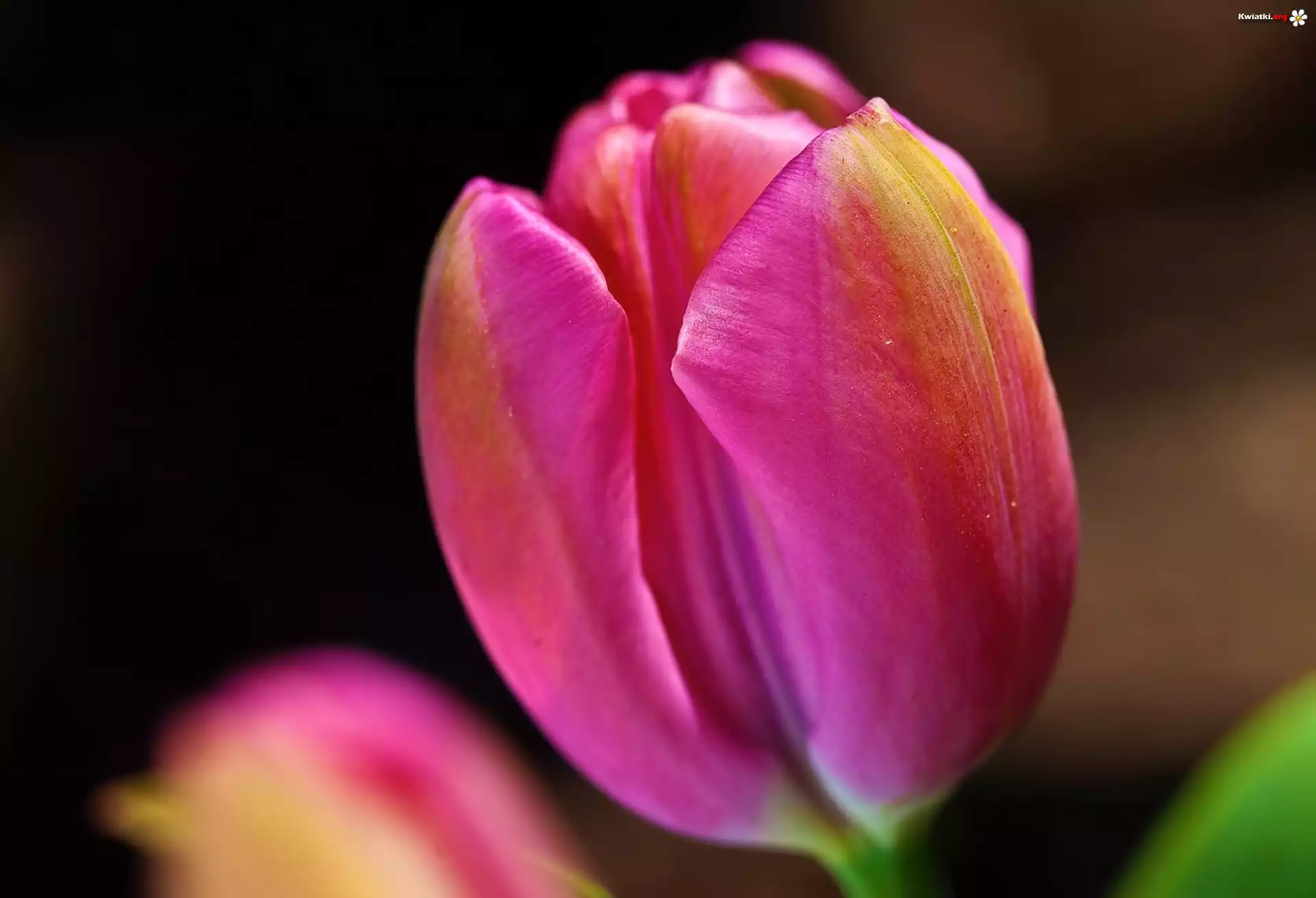 Tulipan