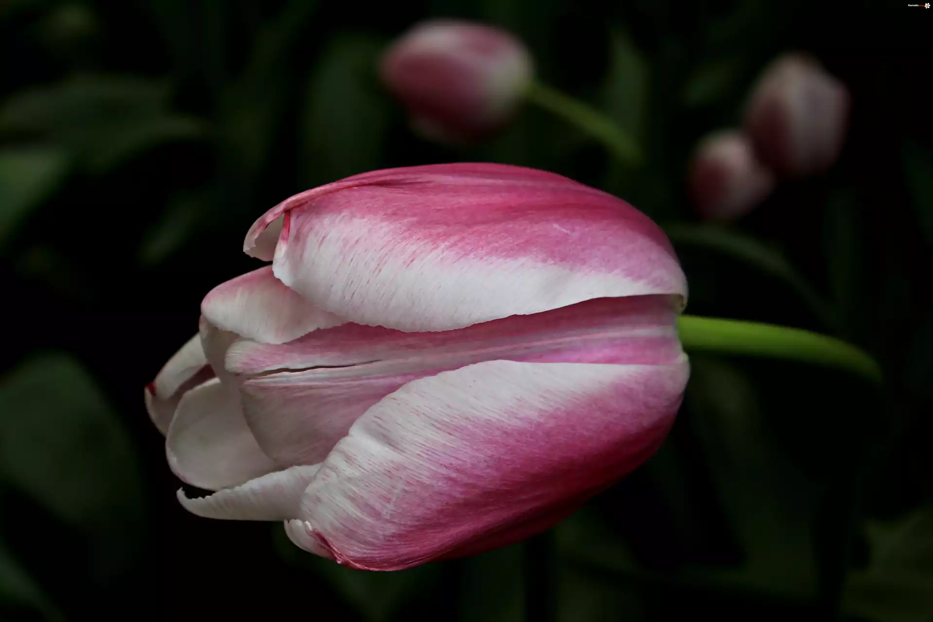 Tulipan