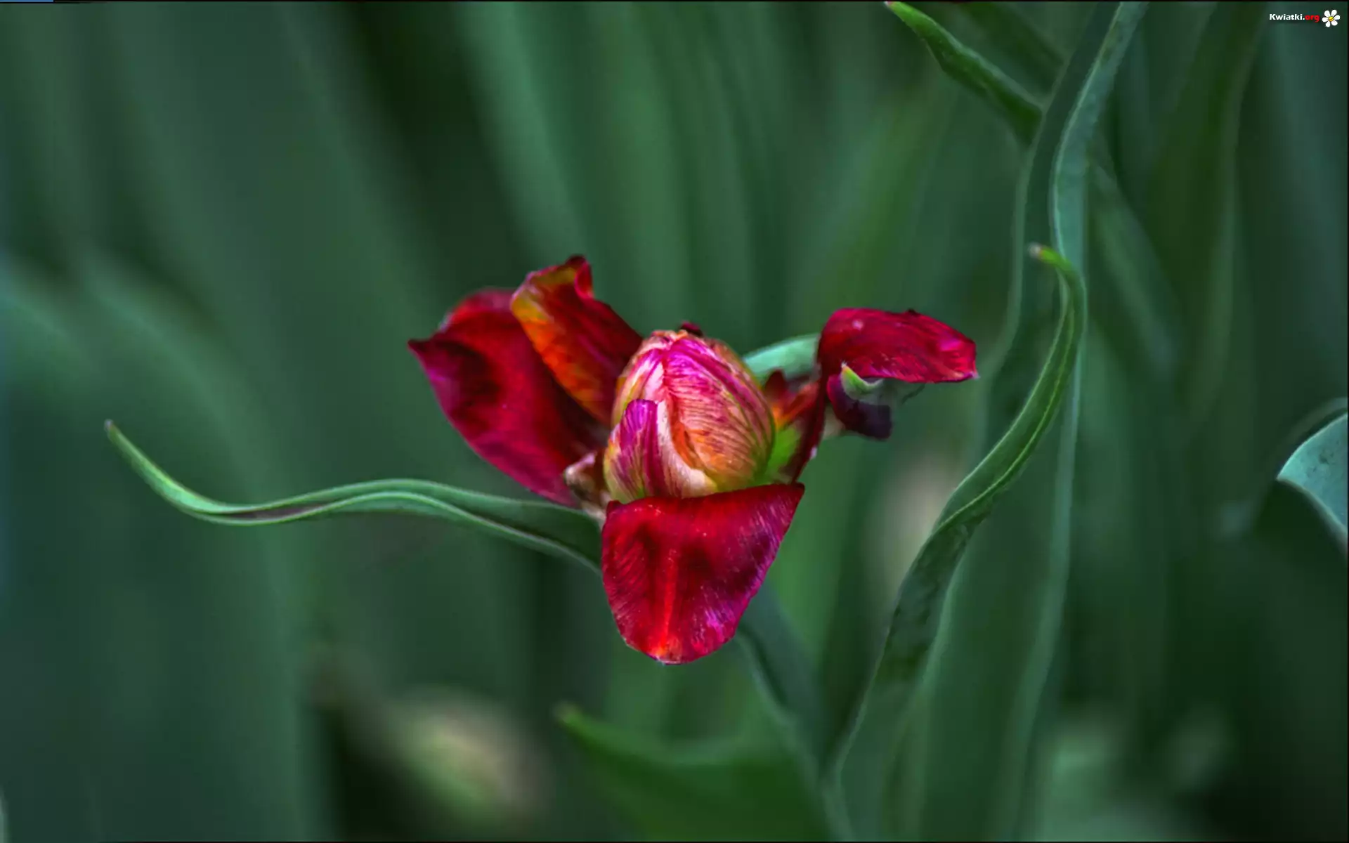 Tulipan
