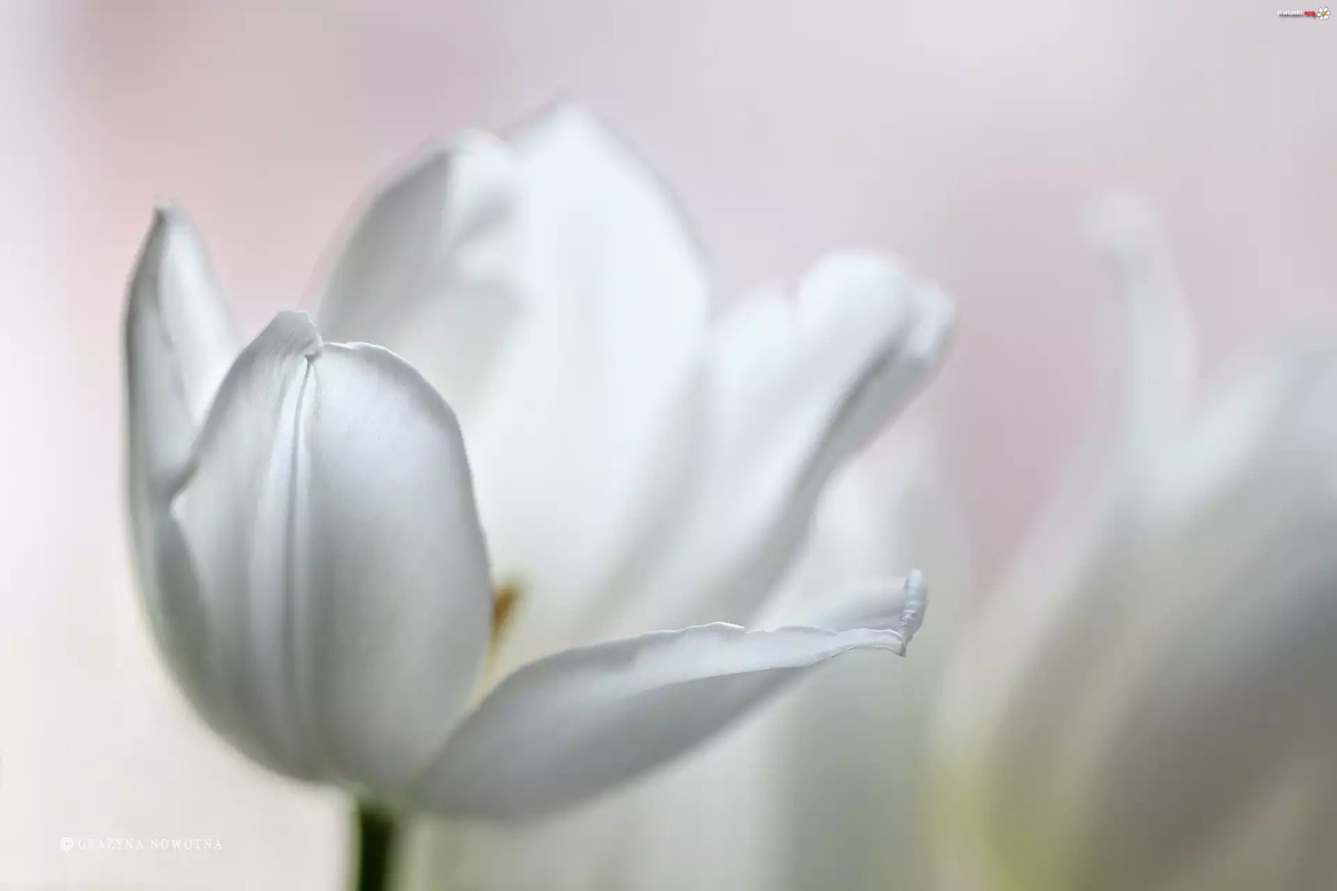 Biały, Tulipan, Kwiat