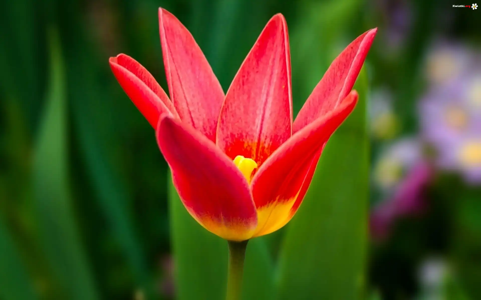 Tulipan, Czerwony