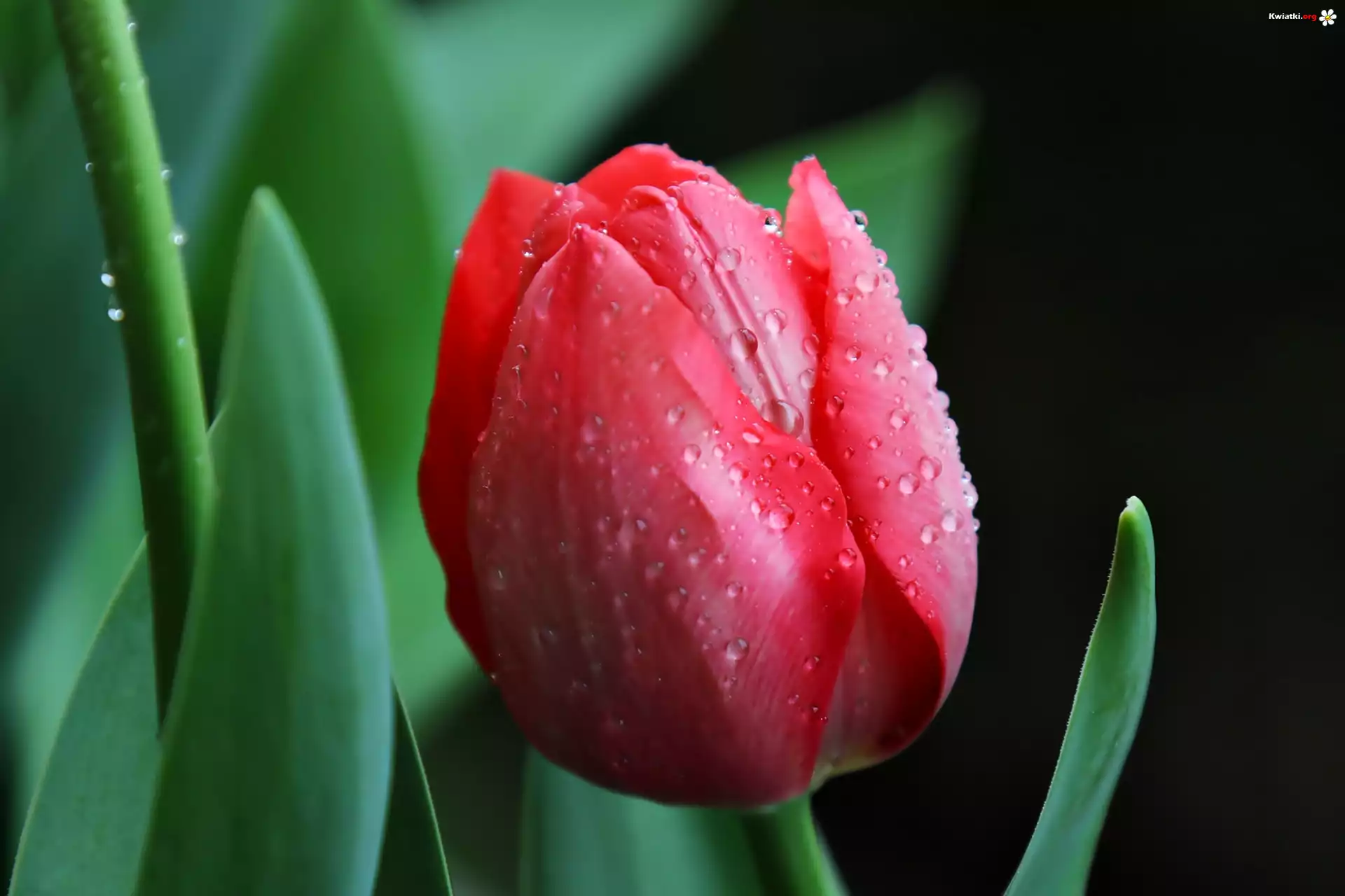 Czerwony, Tulipan, Krople