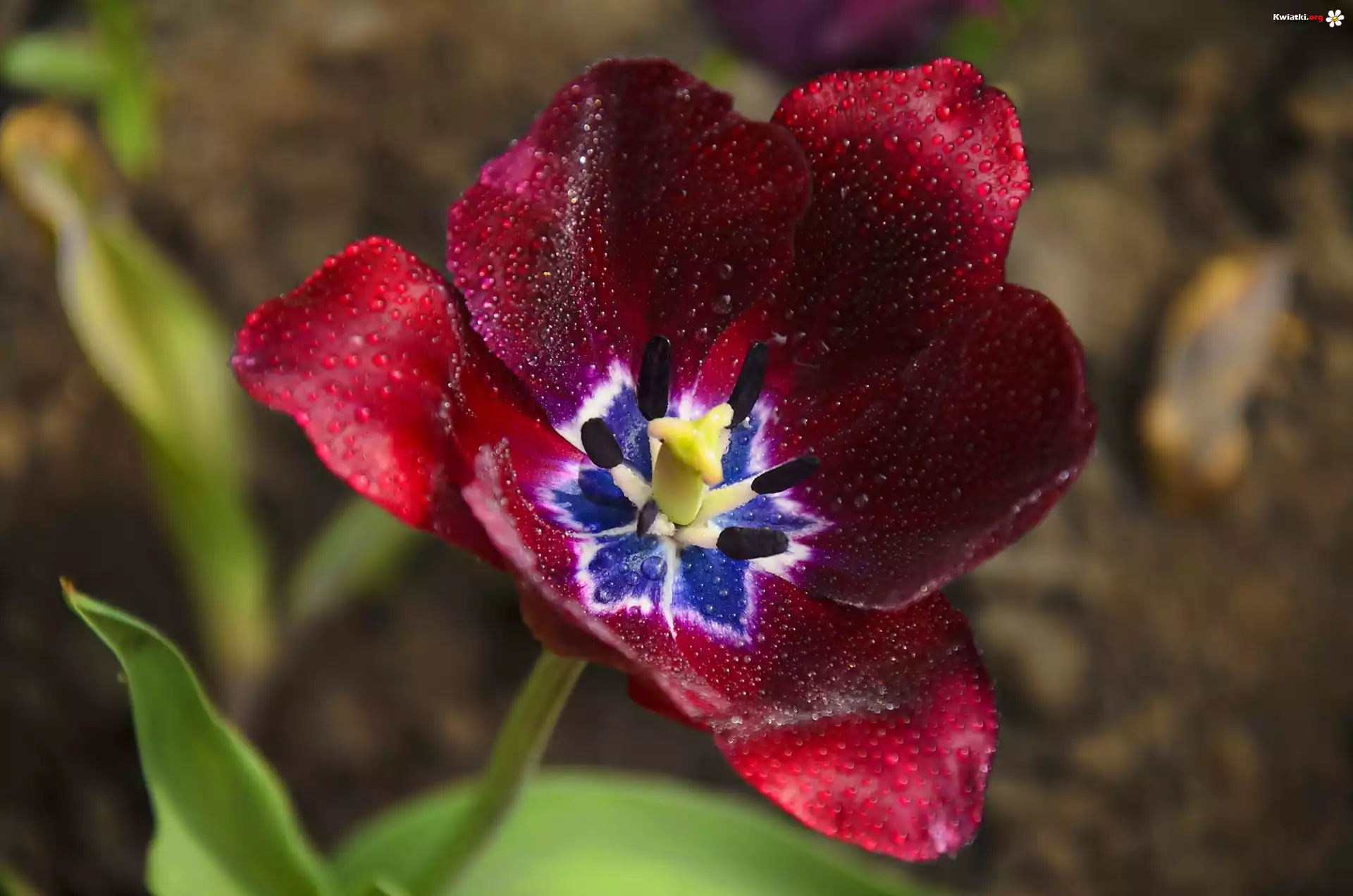 Czerwony, Tulipan, Krople