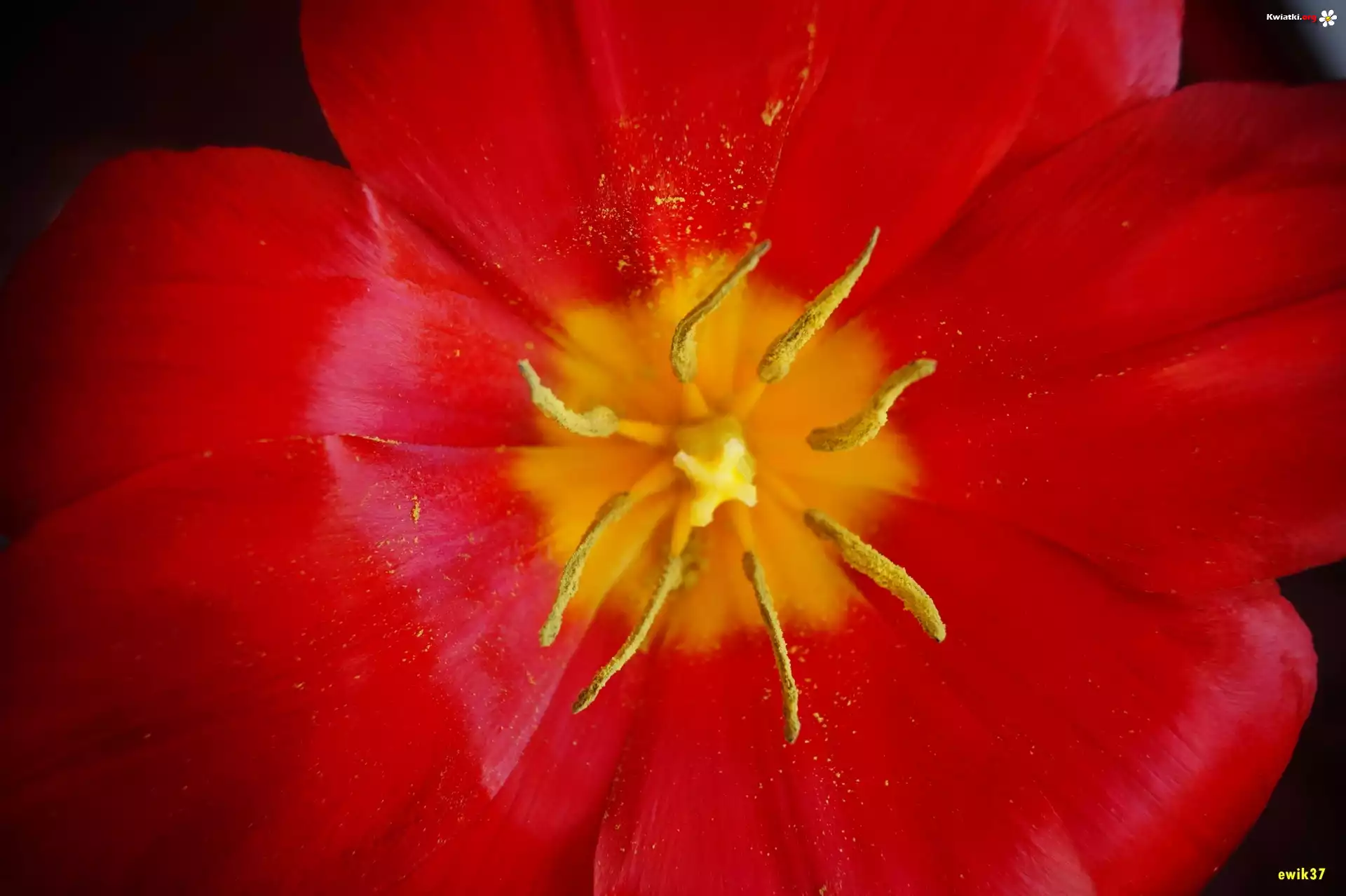 Czerwony, Tulipan, Makro