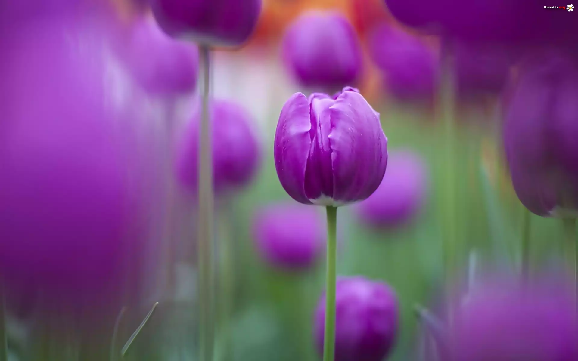 Tulipan, Fioletowy