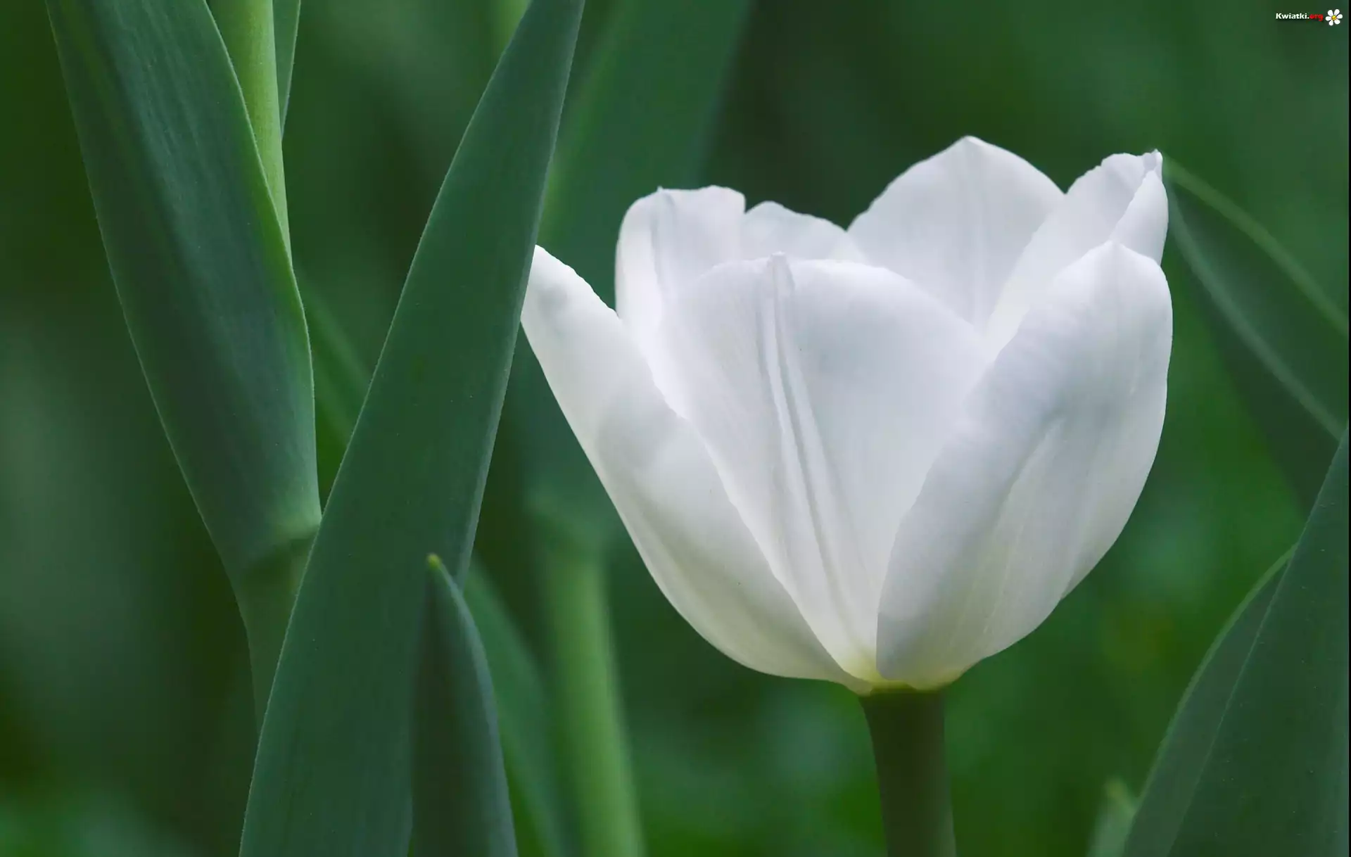 Kwiat, Tulipan, Biały