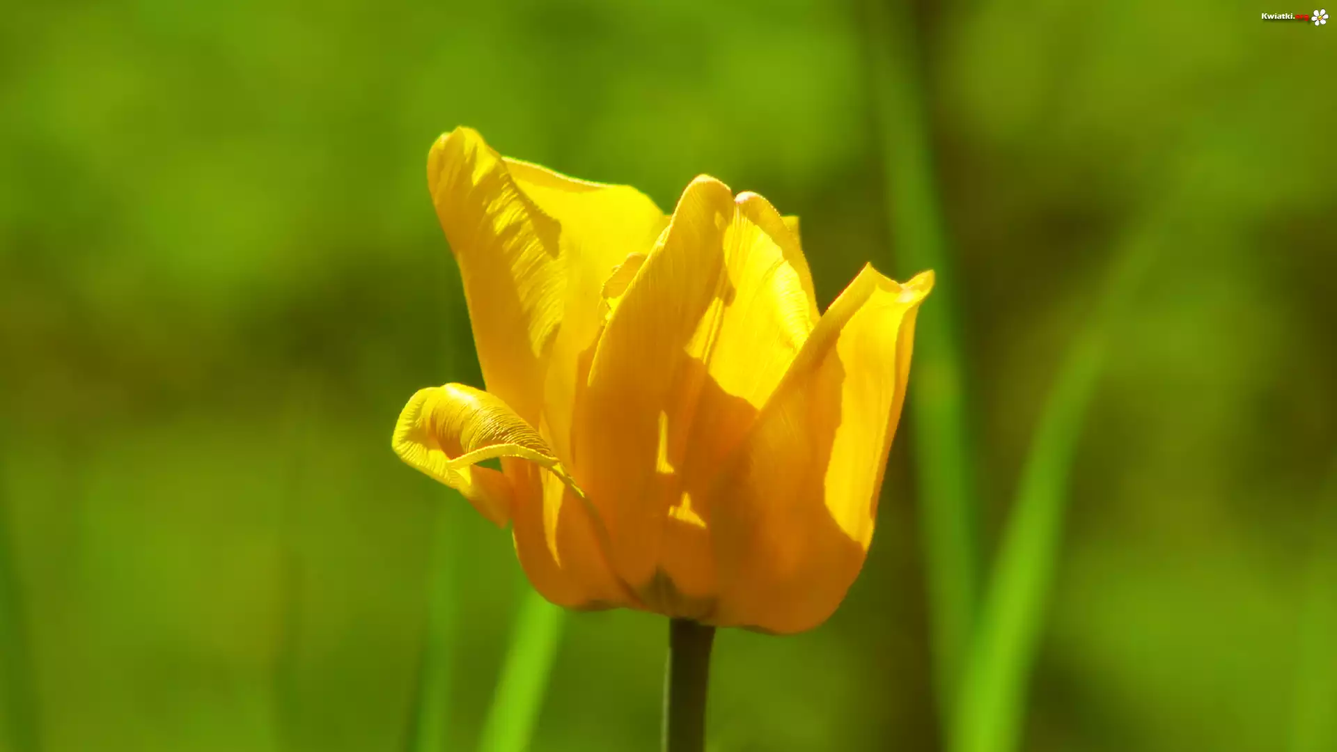 Żółty, Kwitnący, Tulipan, Zbliżenie