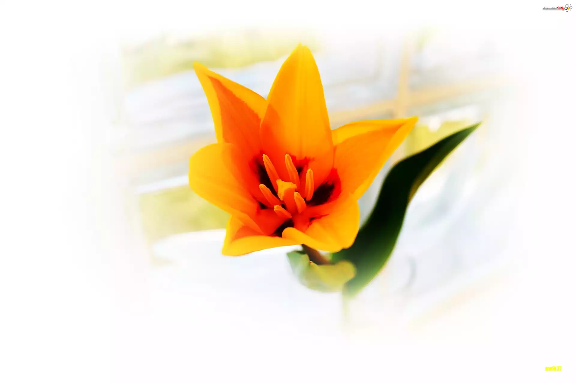Tulipan, Makro