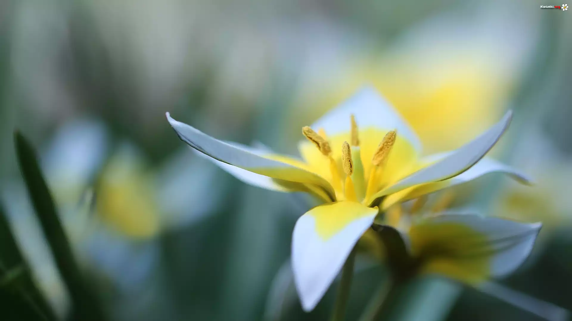 Tulipan późny, Żółty, Kwiat