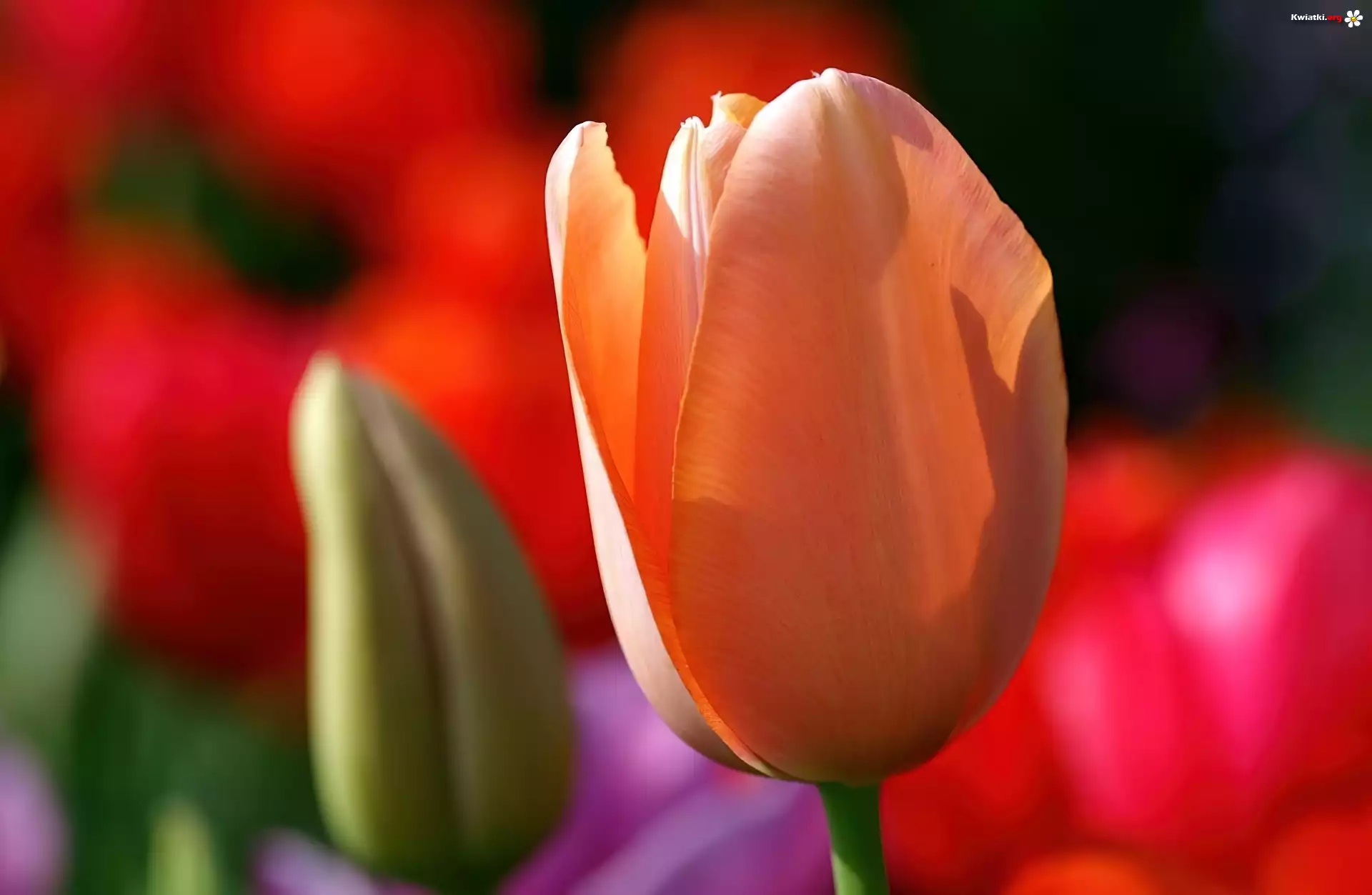 Tulipan, Pąk
