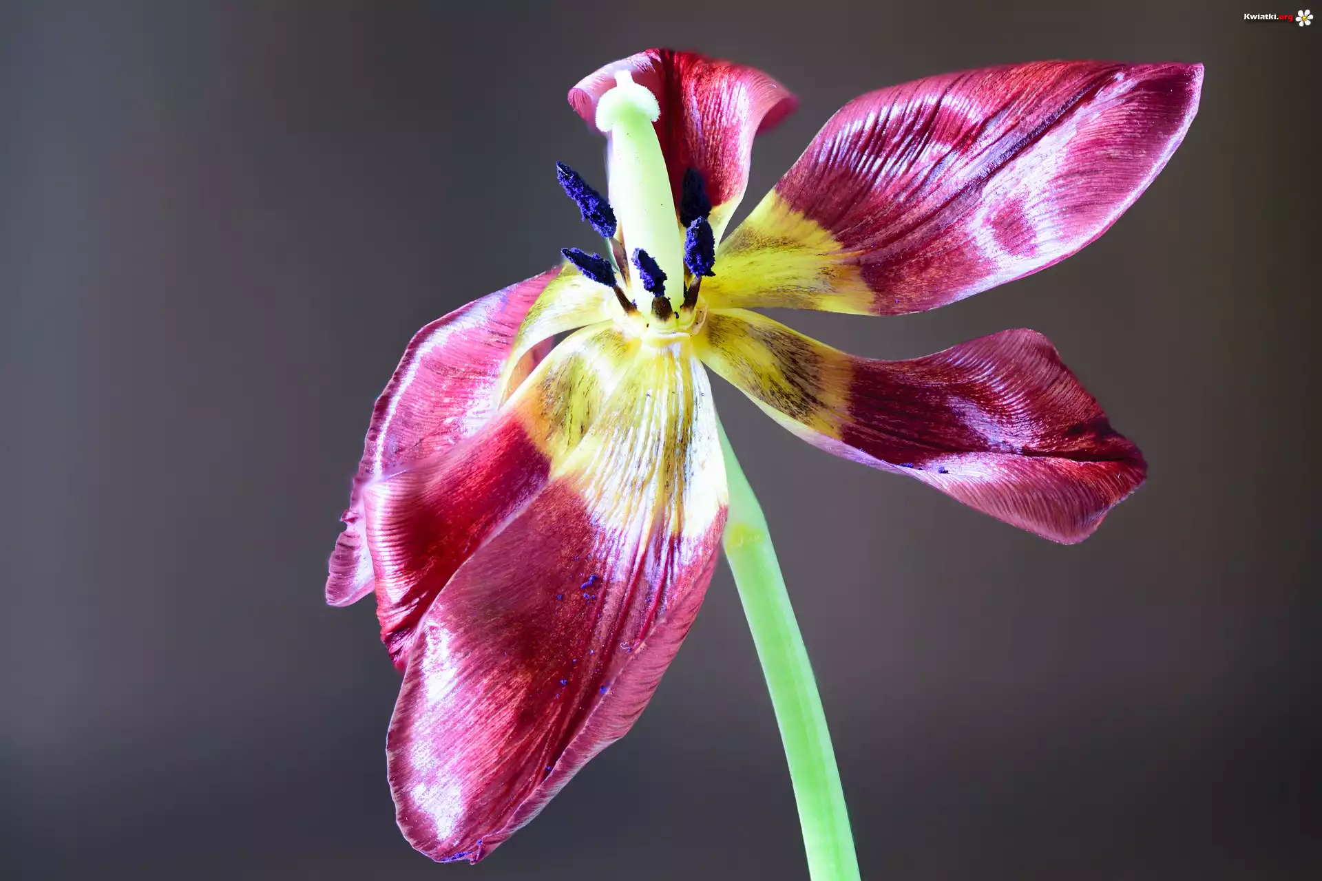 Tulipan, Pręciki