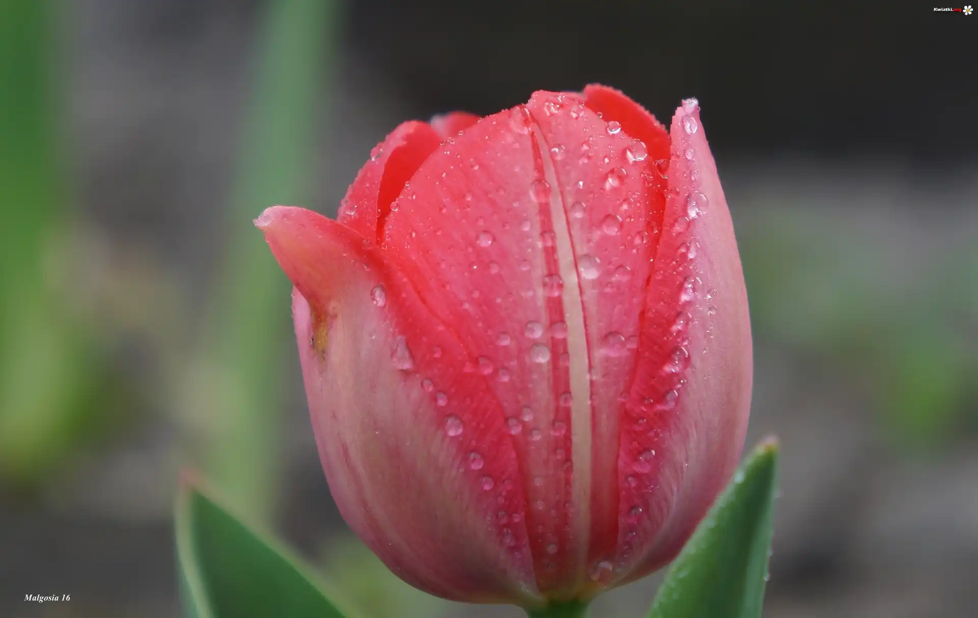 Tulipan, Płatki, Krople, Rosa, Makro