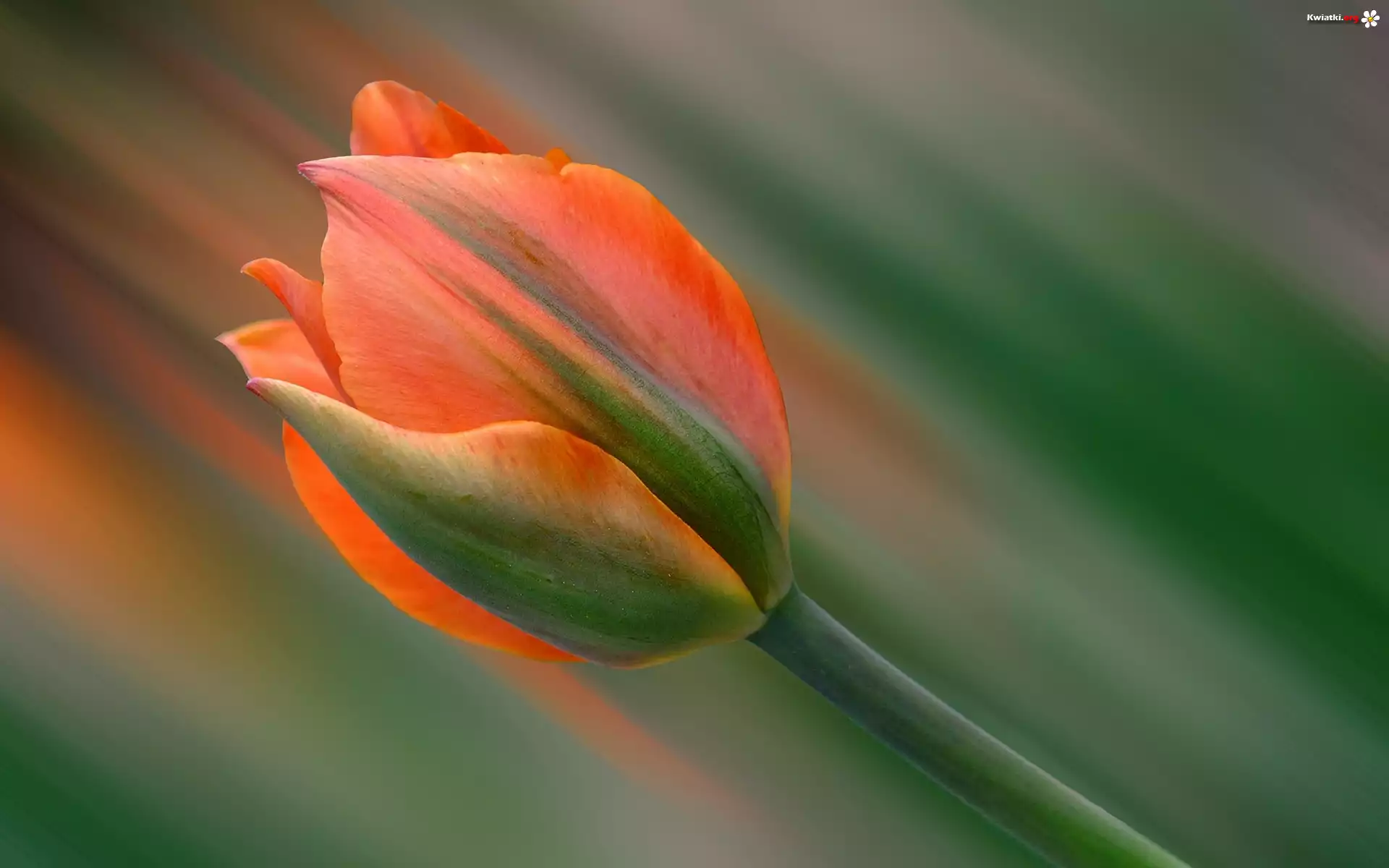 Tulipan, rozmycie