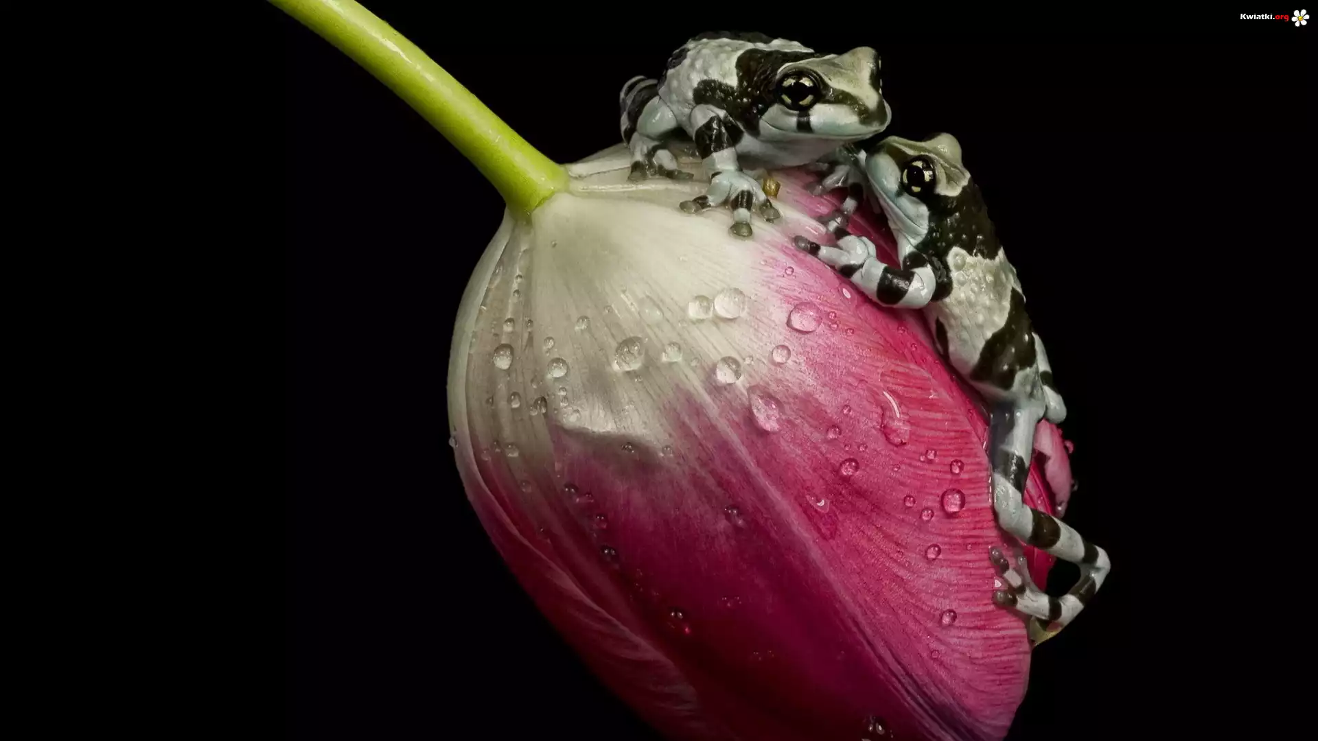Tulipan, Krople, Żaby, Amazońskie żaby mleczne